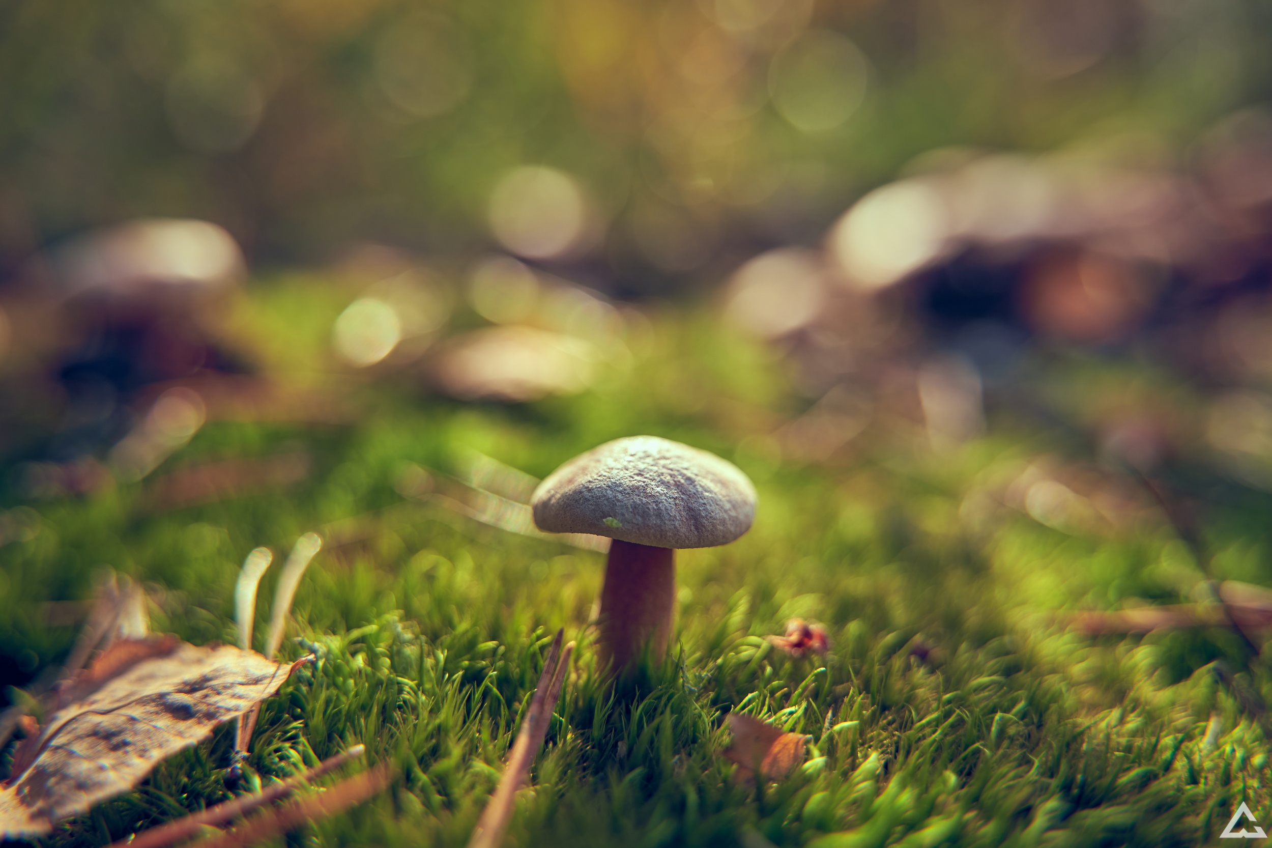 Download mobile wallpaper Nature, Grass, Macro, Earth, Mushroom for free.