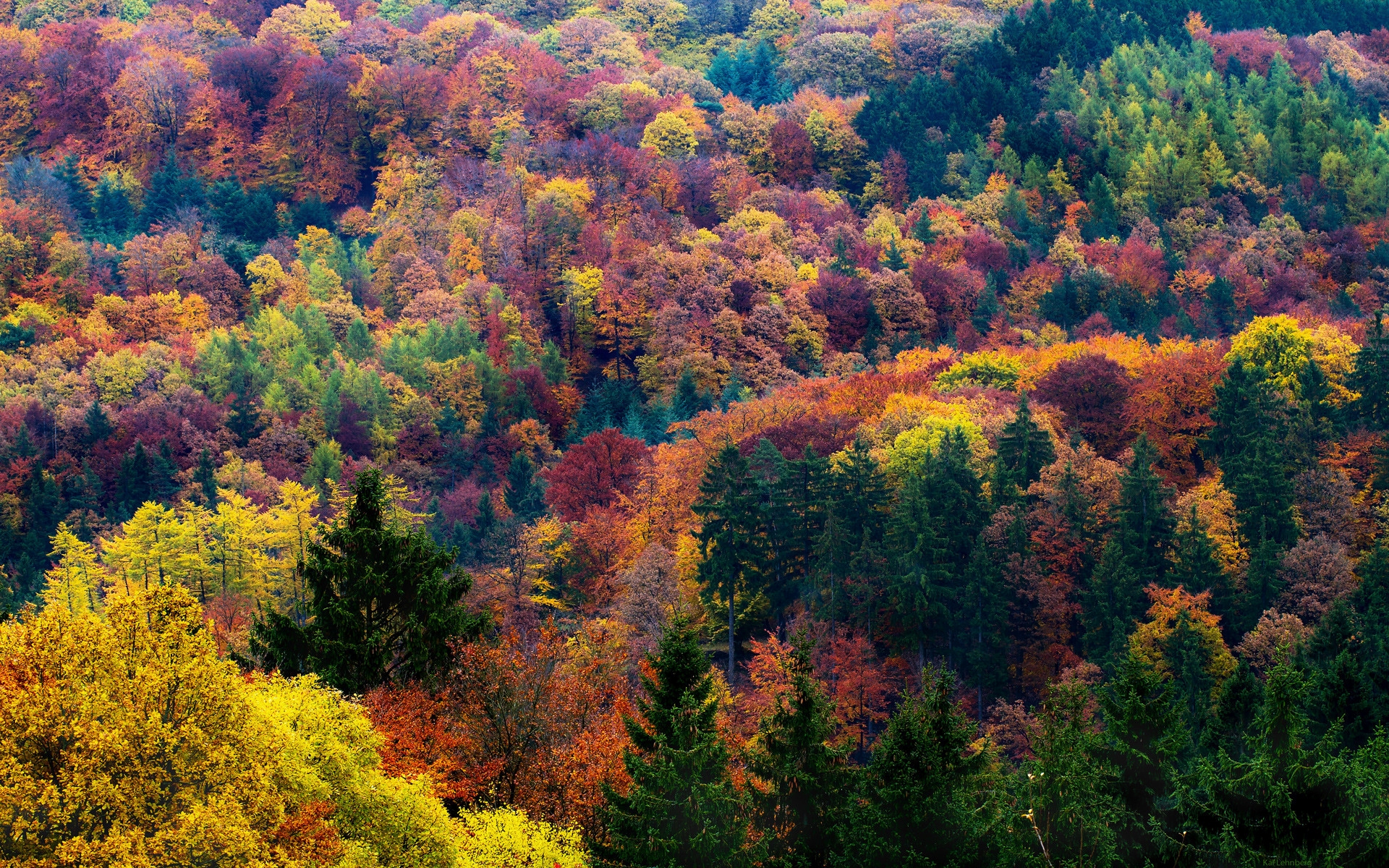 Baixe gratuitamente a imagem Outono, Floresta, Árvore, Terra/natureza na área de trabalho do seu PC