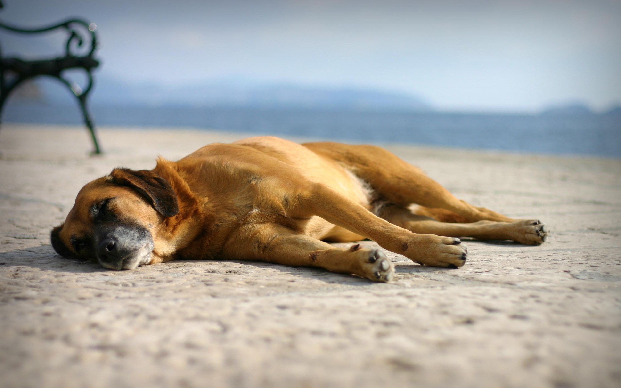 Handy-Wallpaper Hunde, Hund, Tiere kostenlos herunterladen.