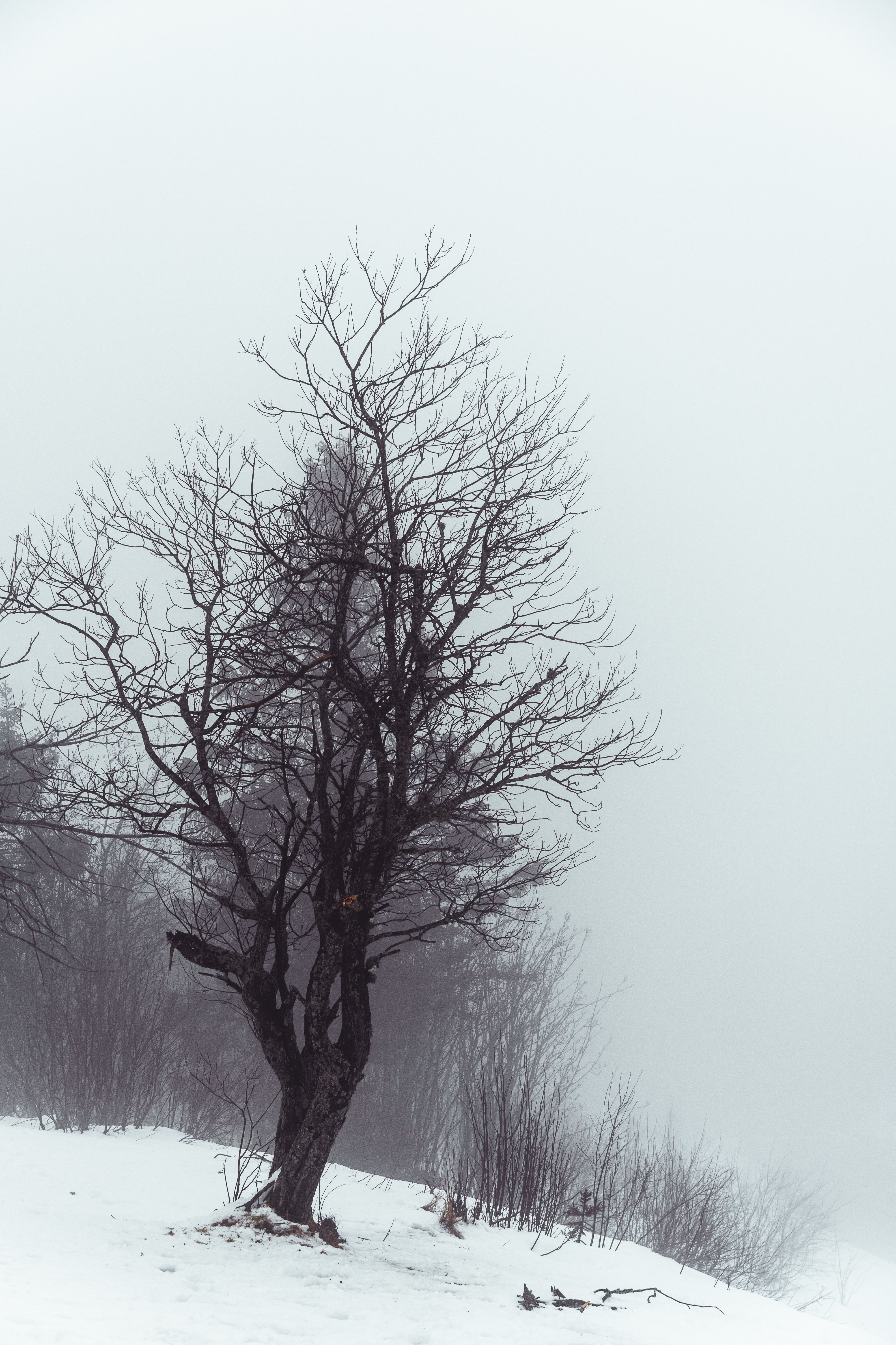 Download mobile wallpaper Snow, Wood, Fog, Tree, Winter, Nature for free.