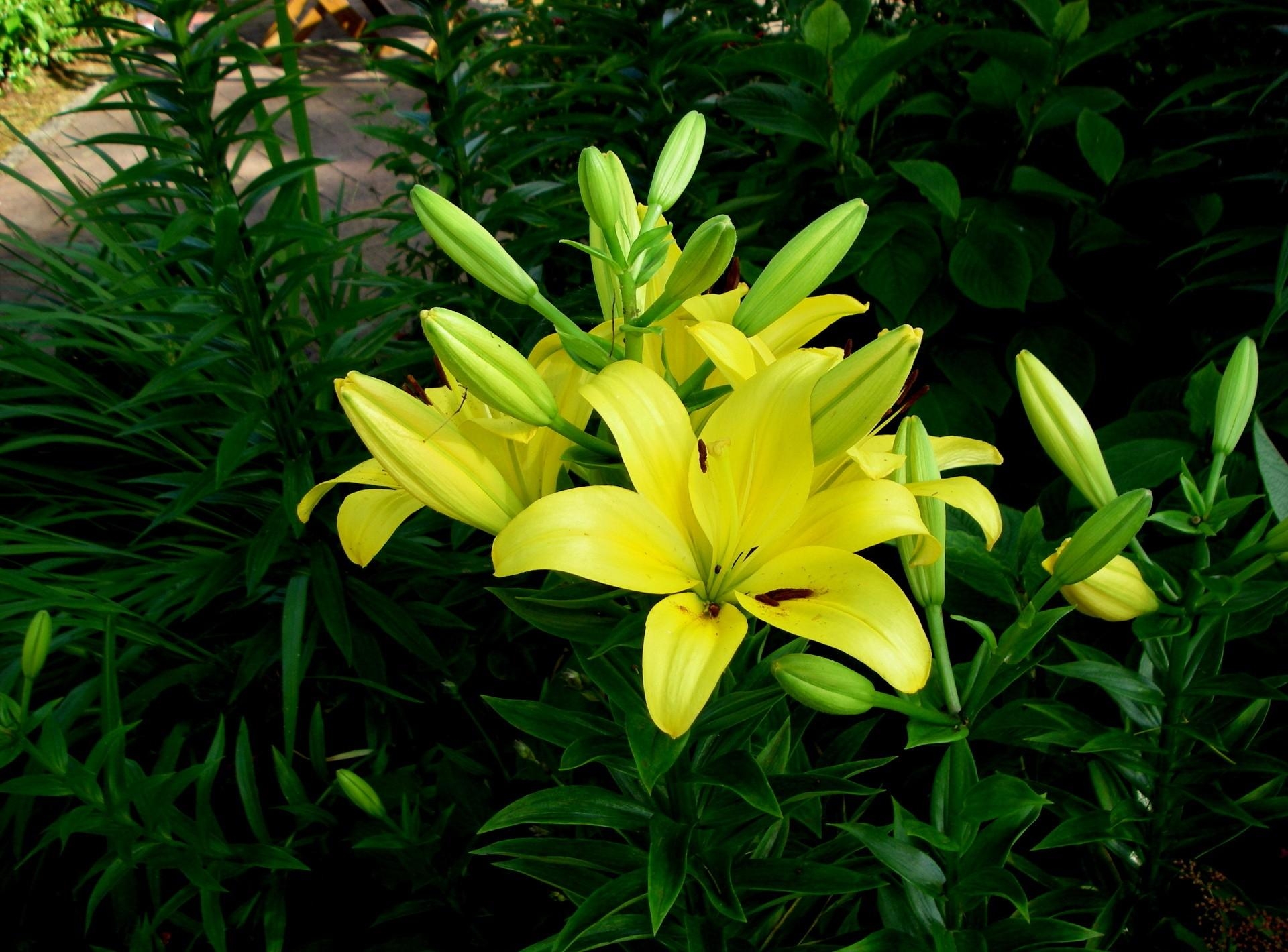 Laden Sie das Grüne, Grünen, Blumenbeet, Sonnigen, Sonnig, Lilien, Blumen-Bild kostenlos auf Ihren PC-Desktop herunter