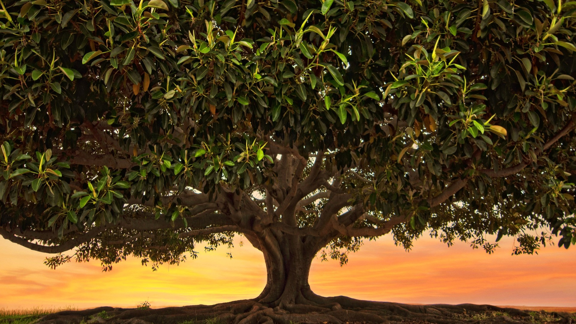 Download mobile wallpaper Trees, Tree, Leaf, Earth for free.