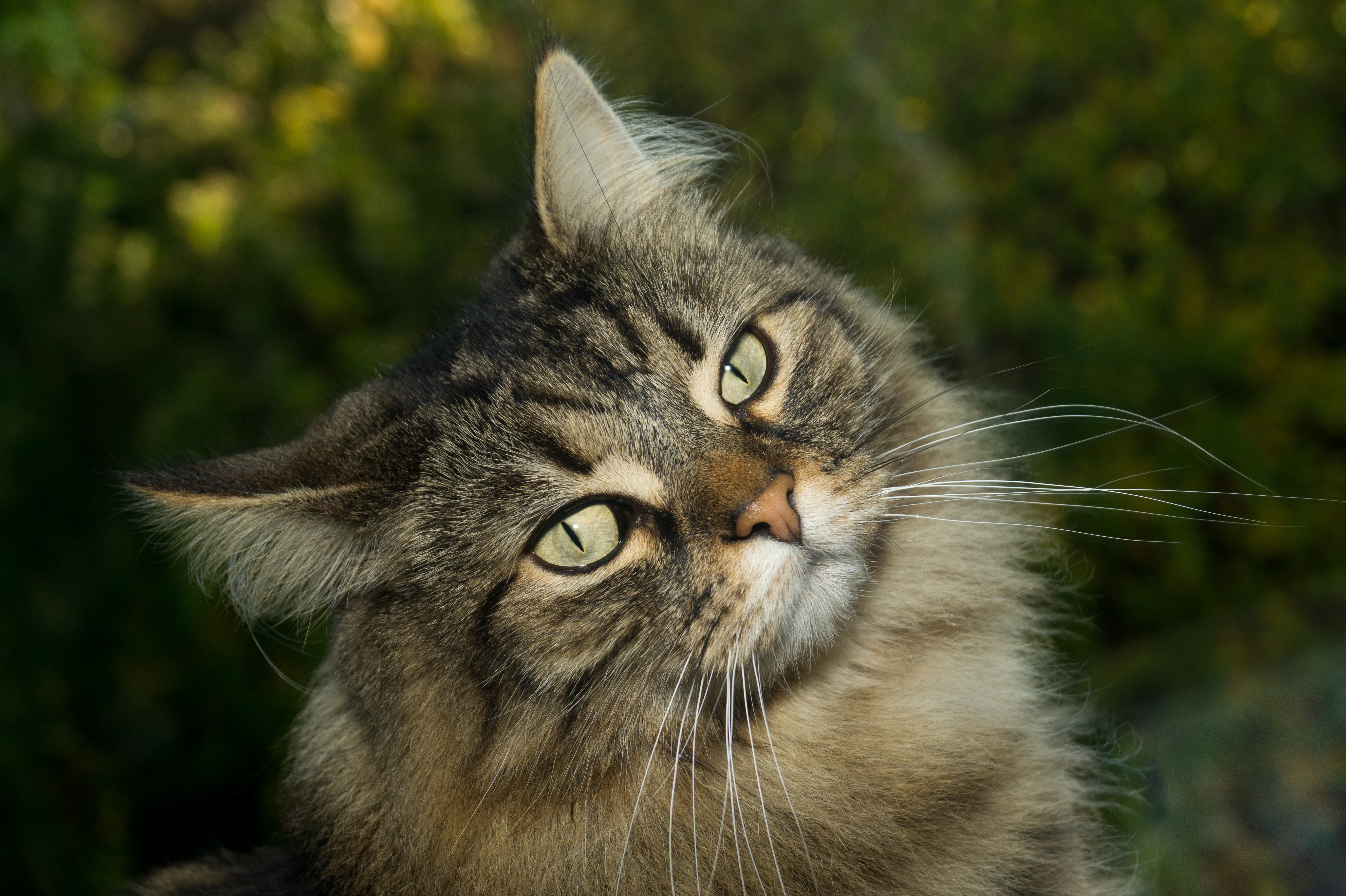 Baixar papel de parede para celular de Animais, Gatos, Gato gratuito.