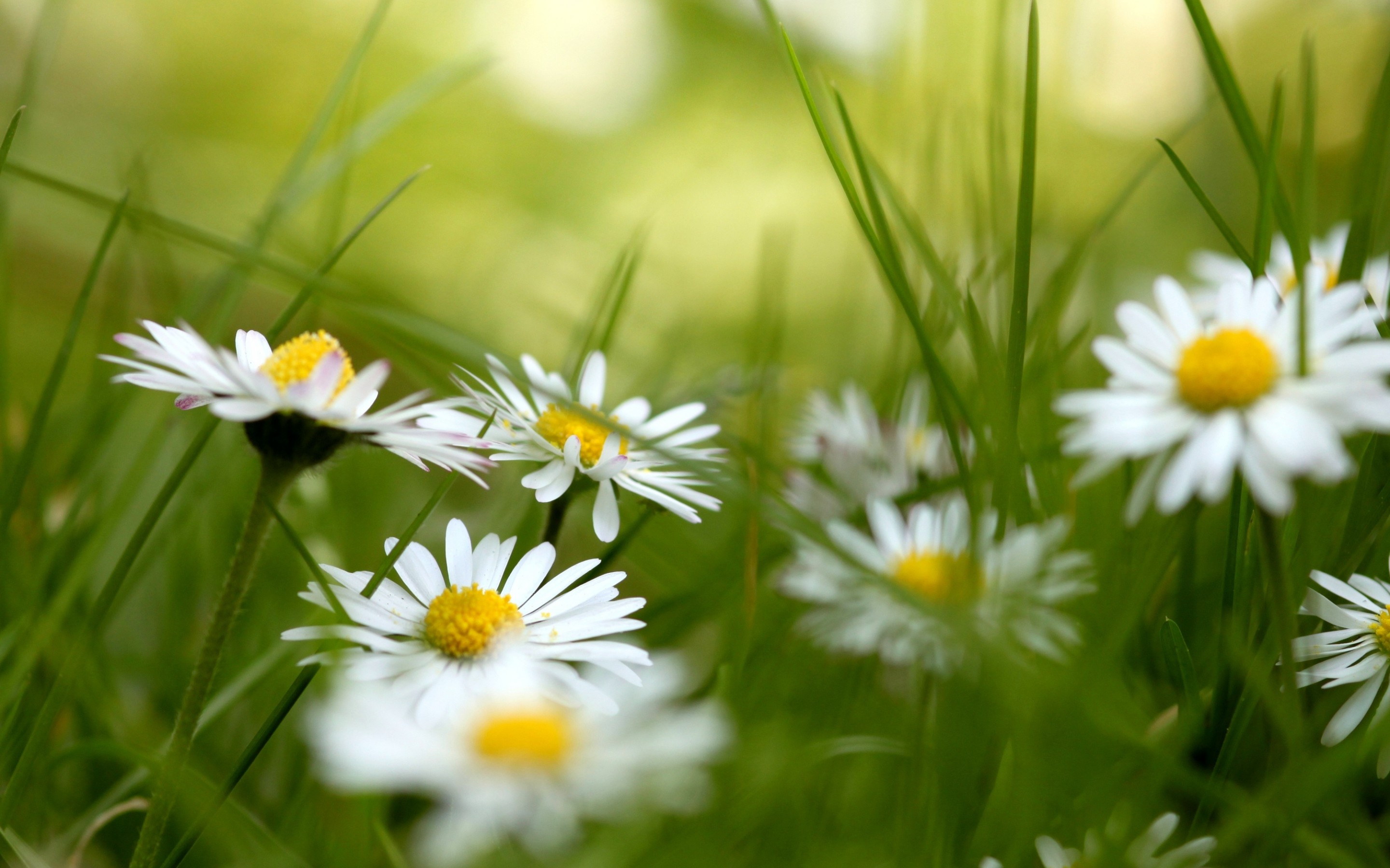 Download mobile wallpaper Nature, Flower, Earth, Daisy, White Flower for free.