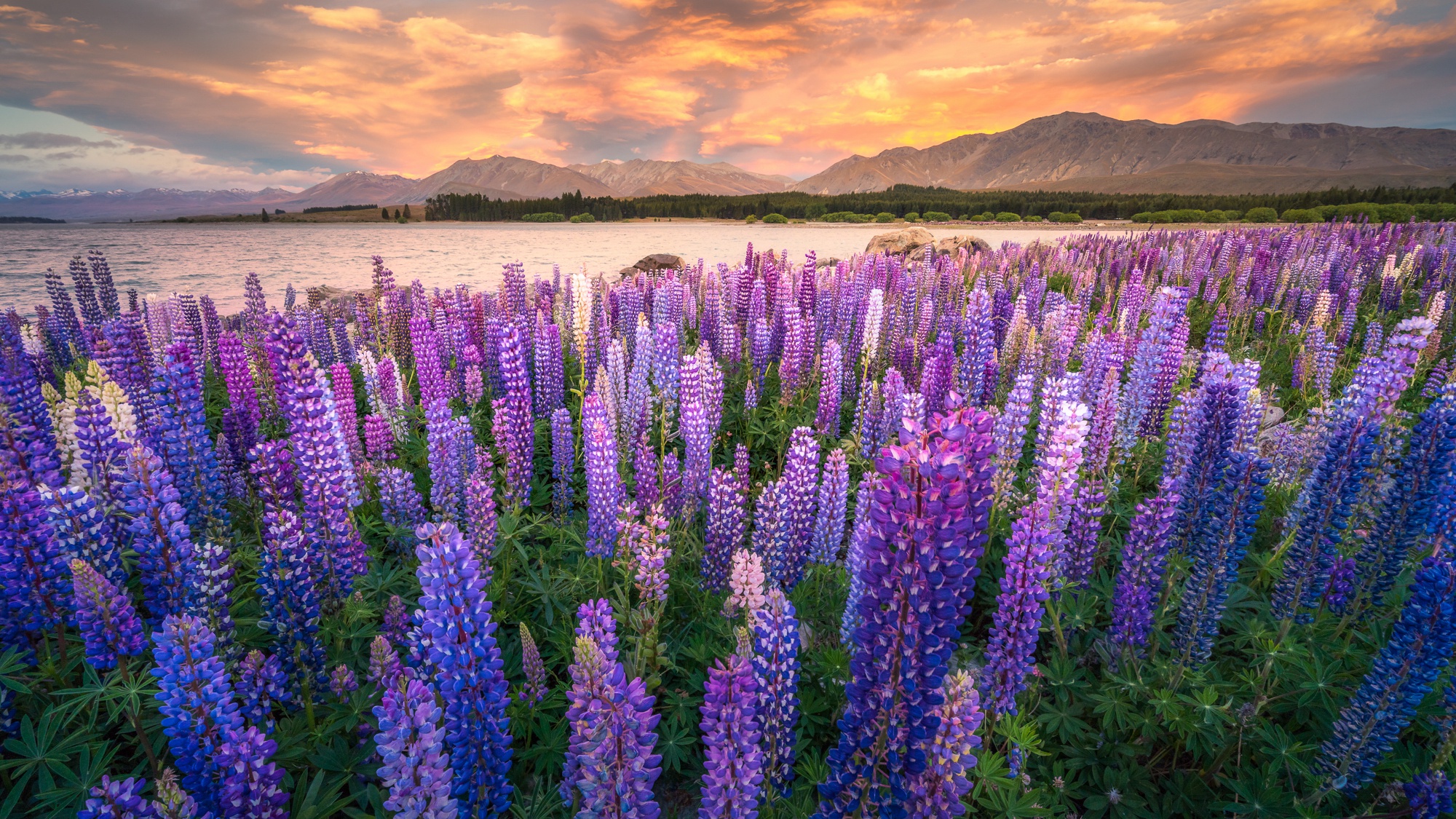 Free download wallpaper Nature, Flower, Earth, Purple, Lupine on your PC desktop