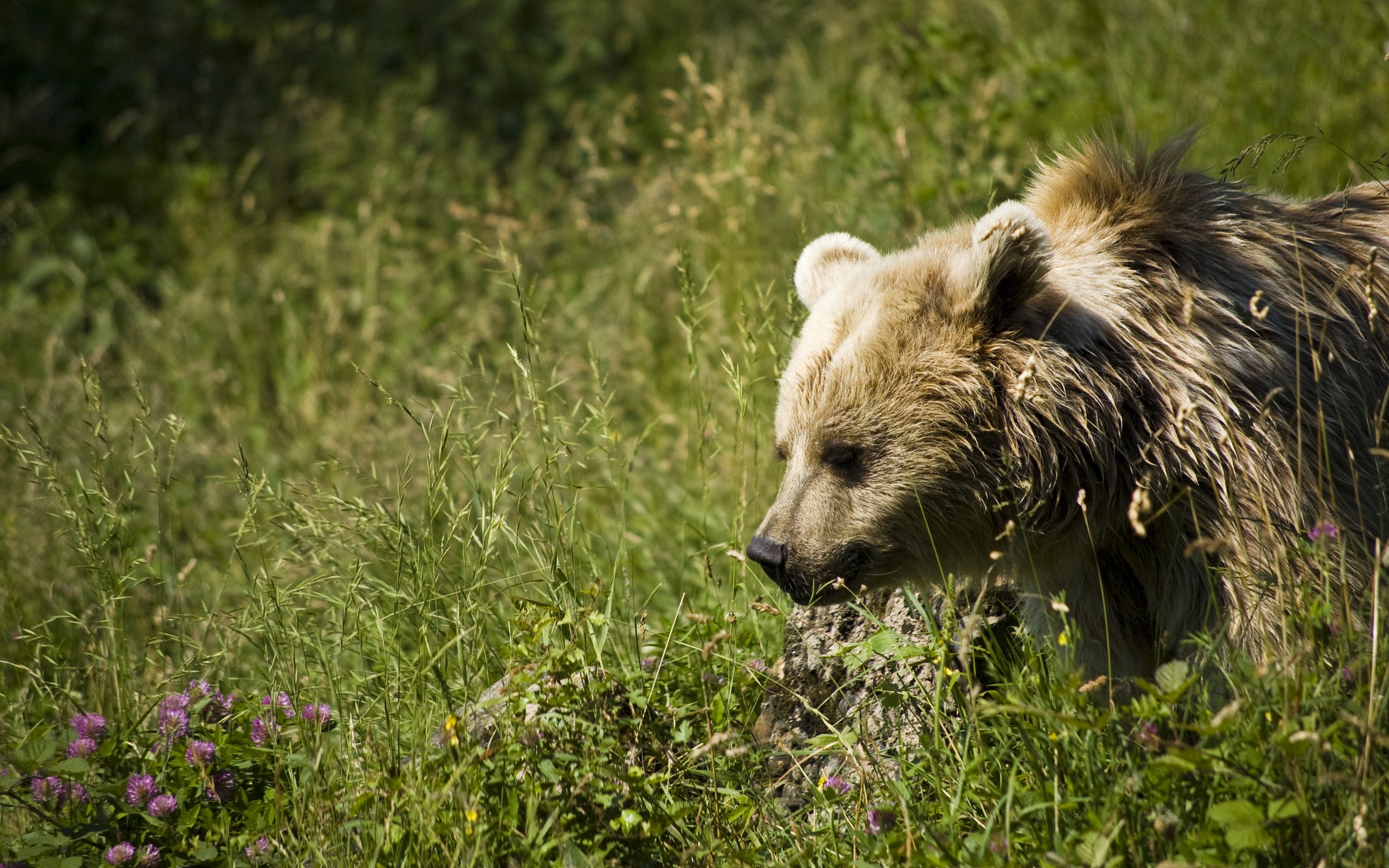 Handy-Wallpaper Bären, Bär, Tiere kostenlos herunterladen.