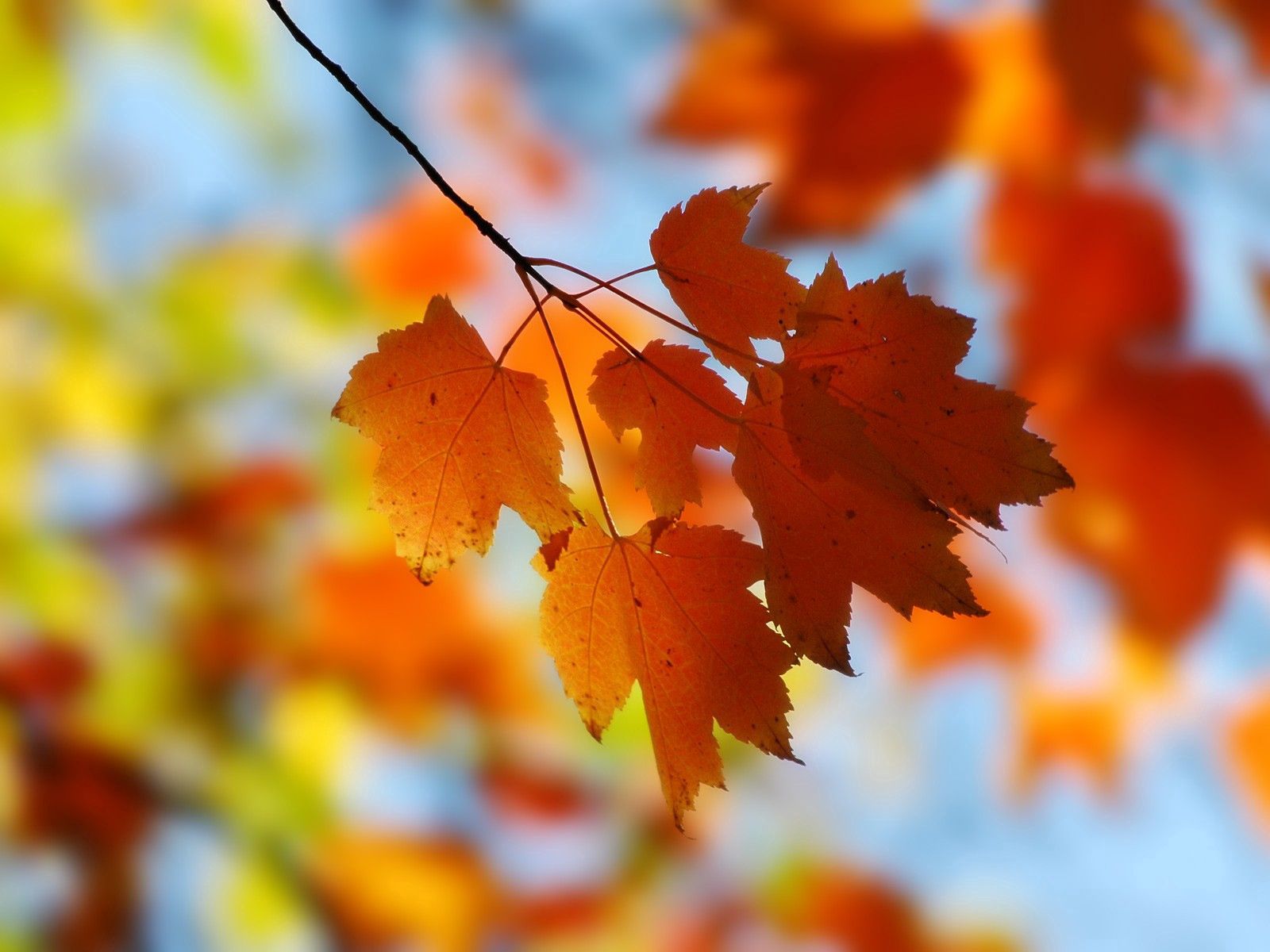 Download mobile wallpaper Branch, Leaves, Nature, Maple for free.