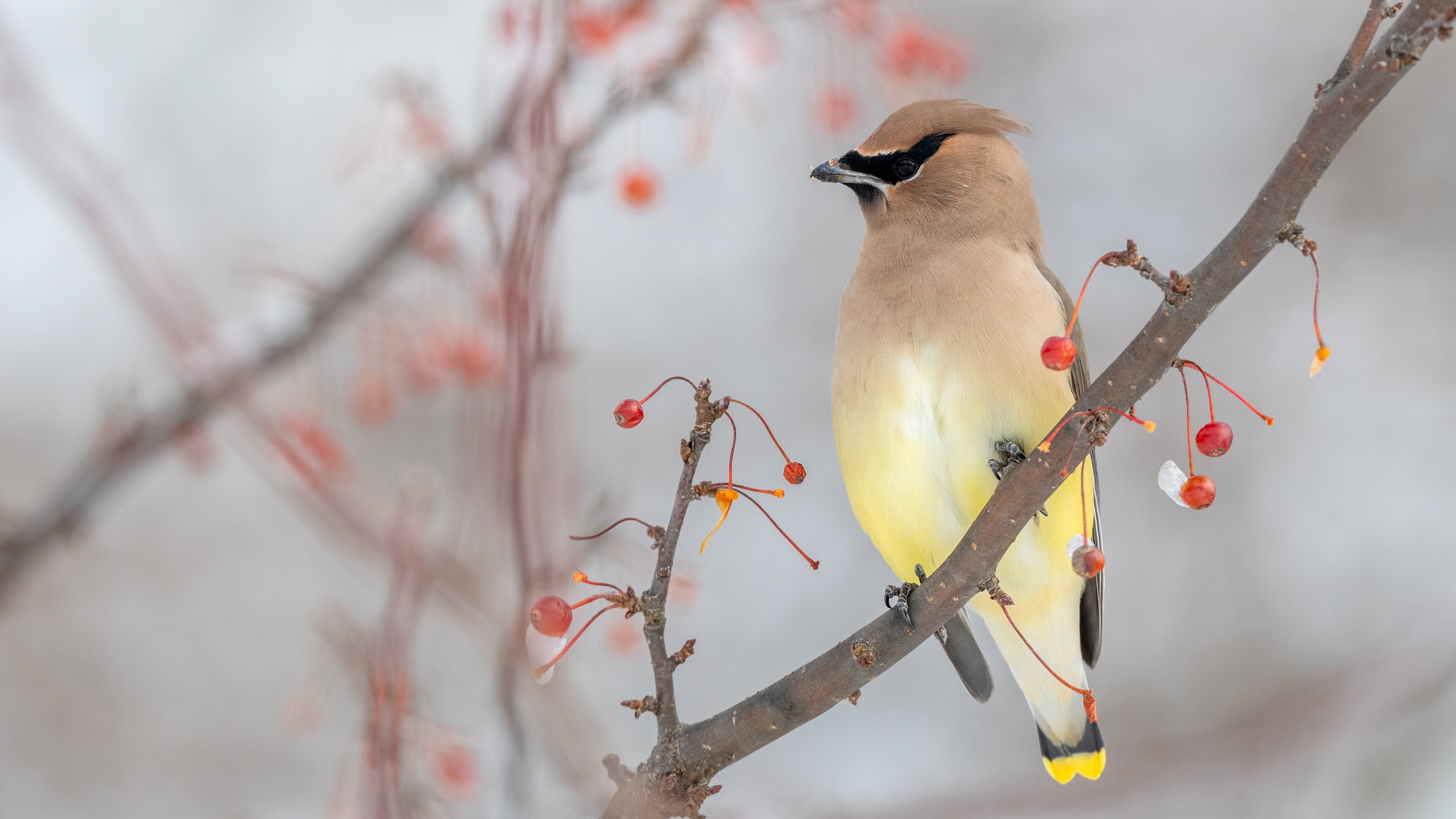 Laden Sie das Tiere, Vögel, Vogel, Seidenschwanz-Bild kostenlos auf Ihren PC-Desktop herunter