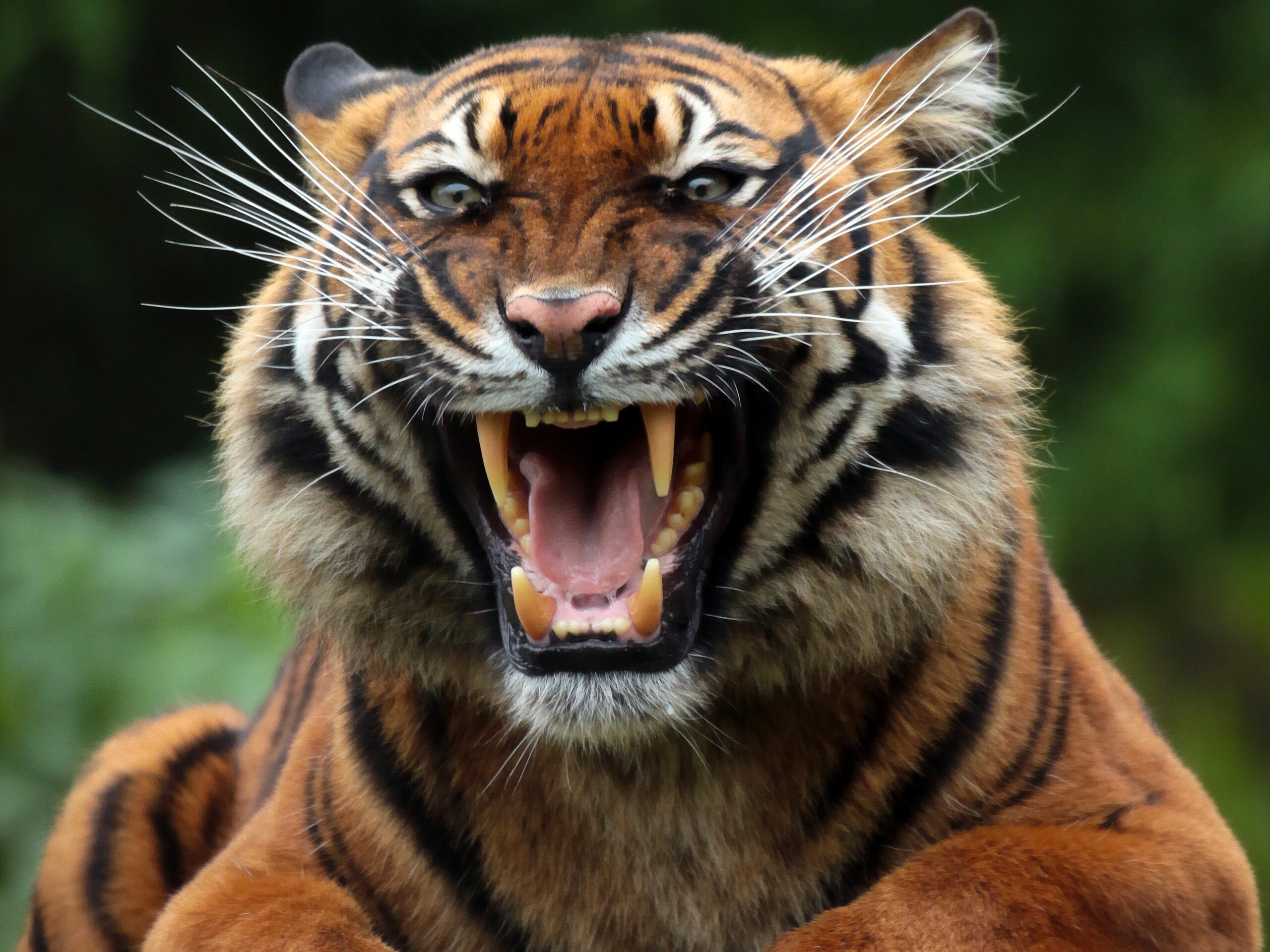 animals, grin, predator, tiger, wild cat, wildcat