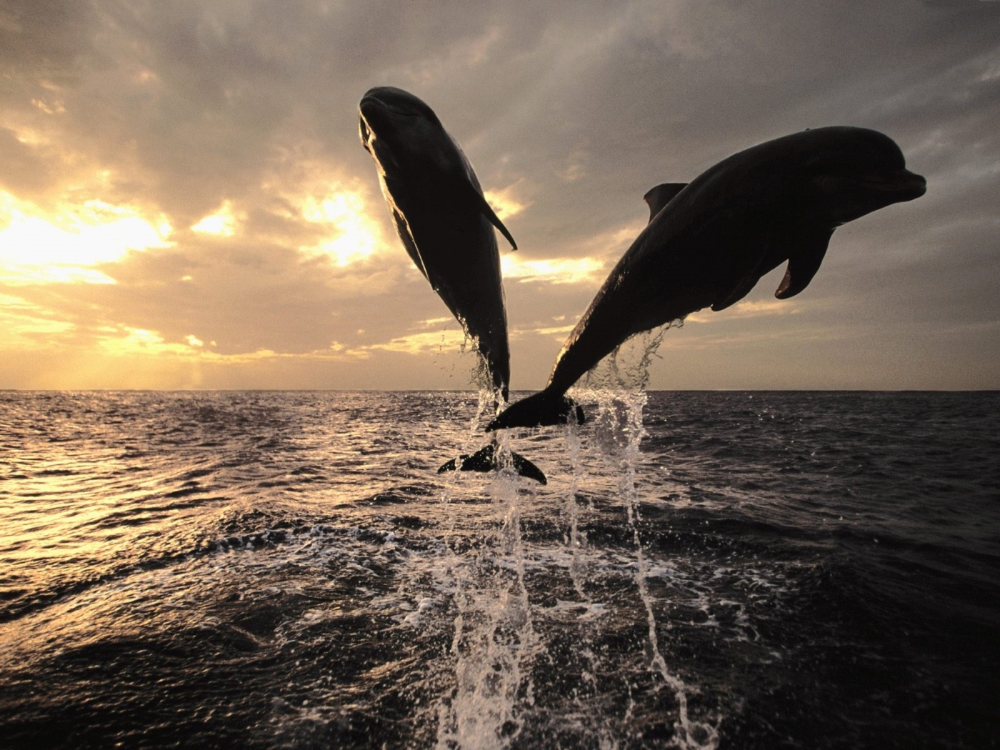 Скачать обои бесплатно Животные, Море, Дельфины картинка на рабочий стол ПК