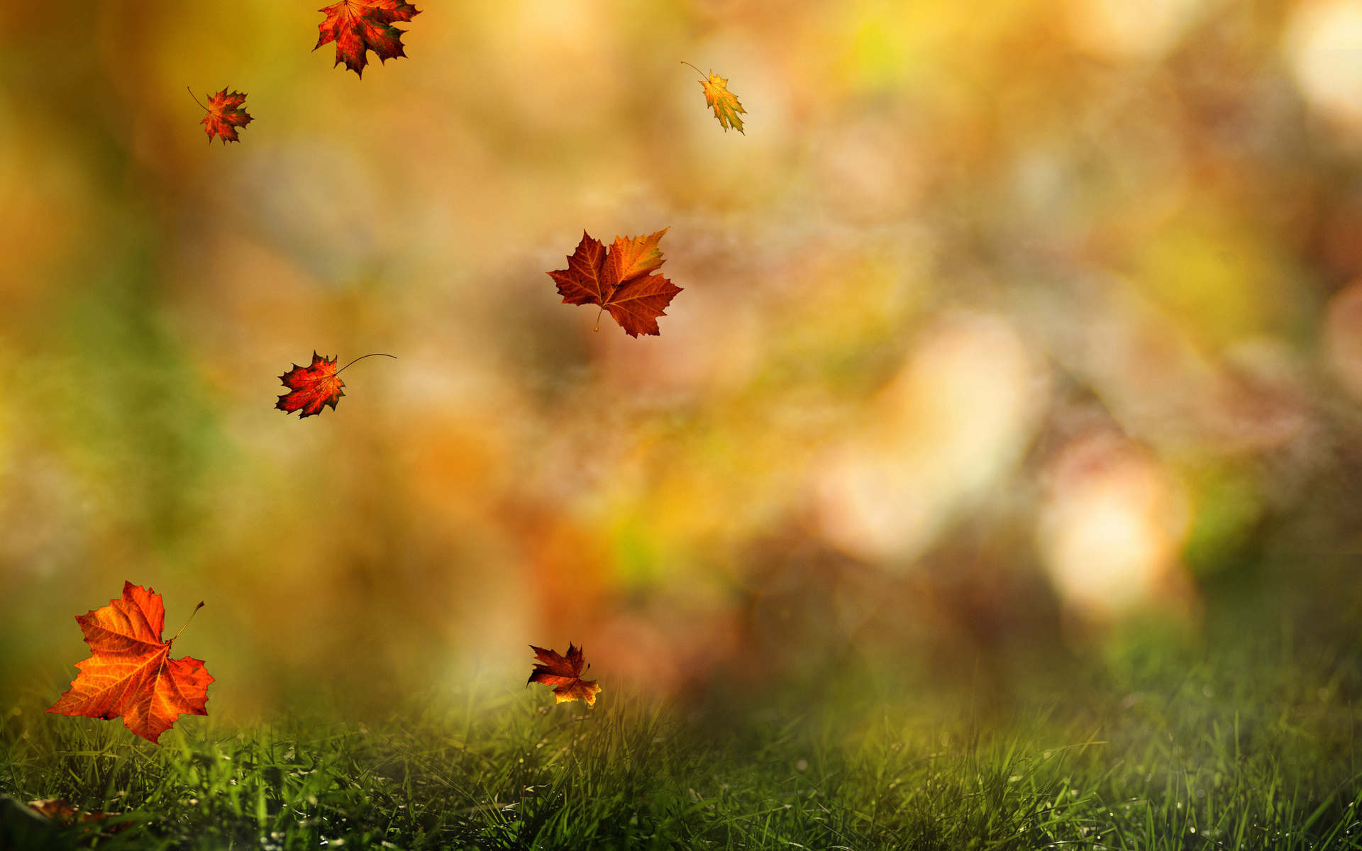 Download mobile wallpaper Nature, Grass, Macro, Leaf, Fall, Earth, Season for free.