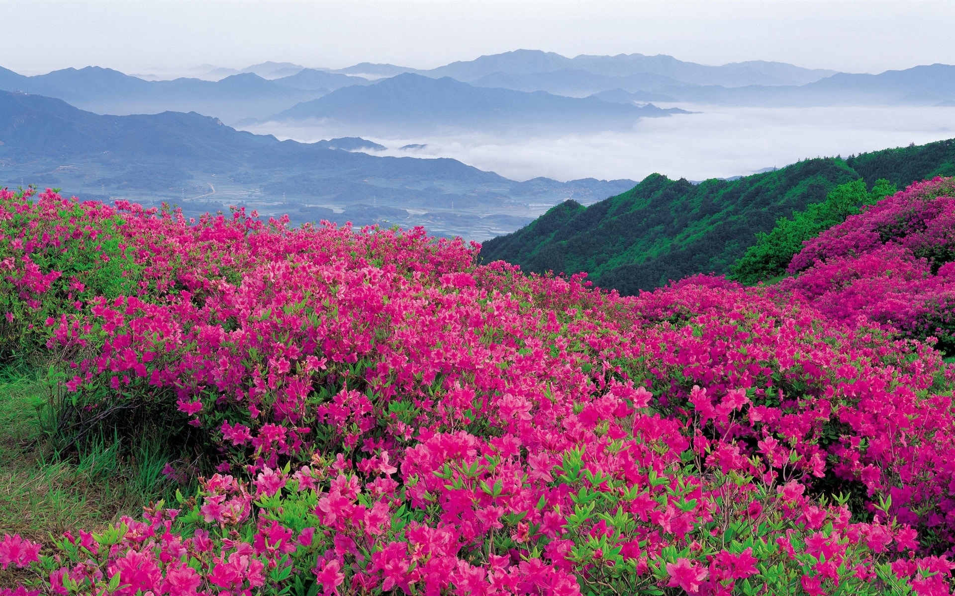 Free download wallpaper Landscape, Nature, Flowers, Mountains on your PC desktop