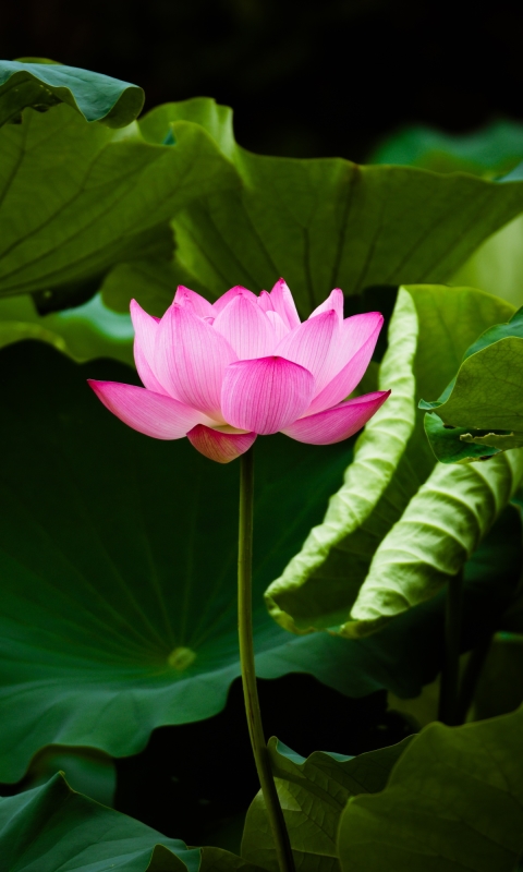 Téléchargez des papiers peints mobile Fleurs, Lotus, Fleur, Verdure, Terre/nature, Fleur Rose gratuitement.