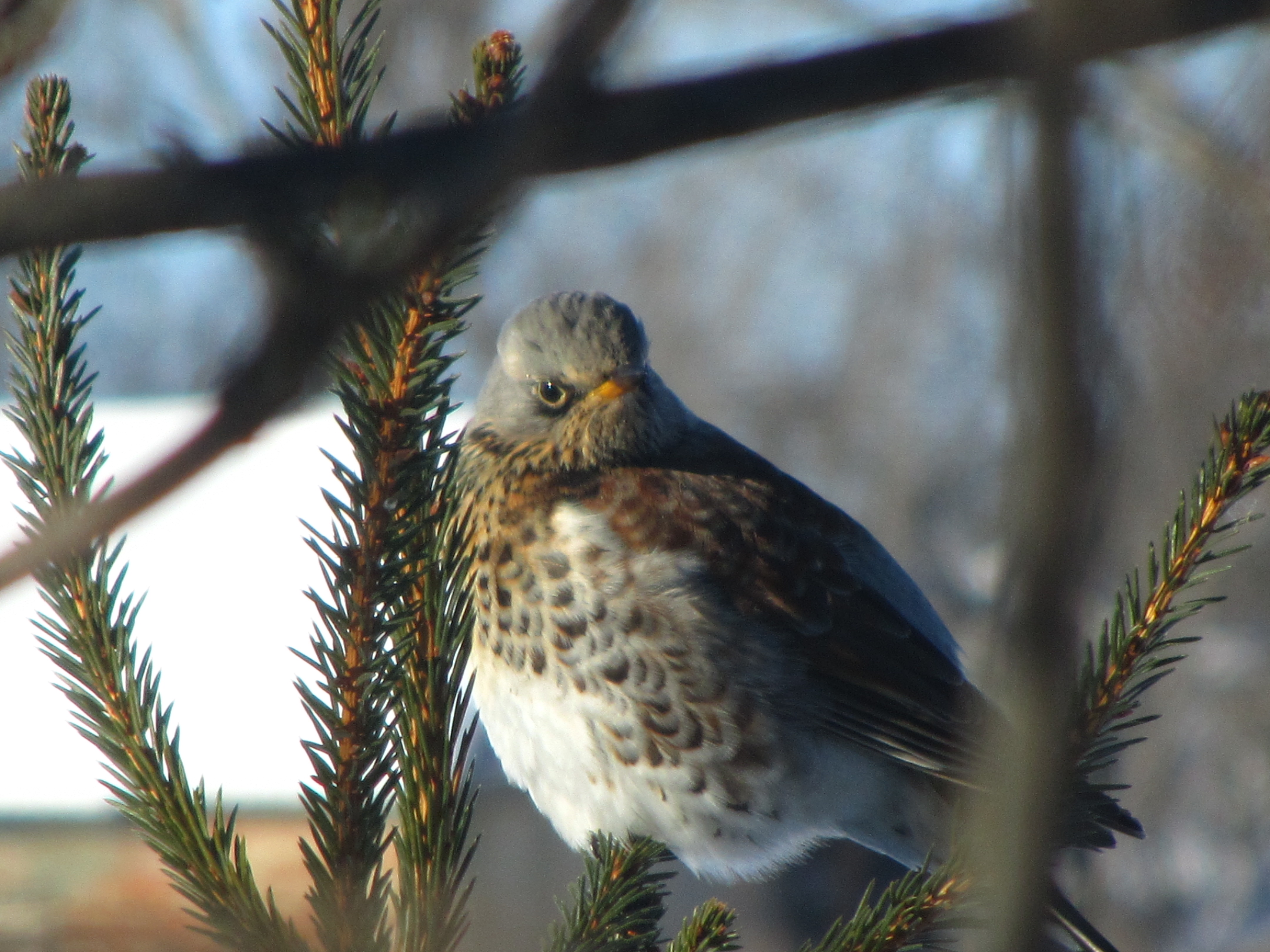 Laden Sie das Tiere, Vogel-Bild kostenlos auf Ihren PC-Desktop herunter