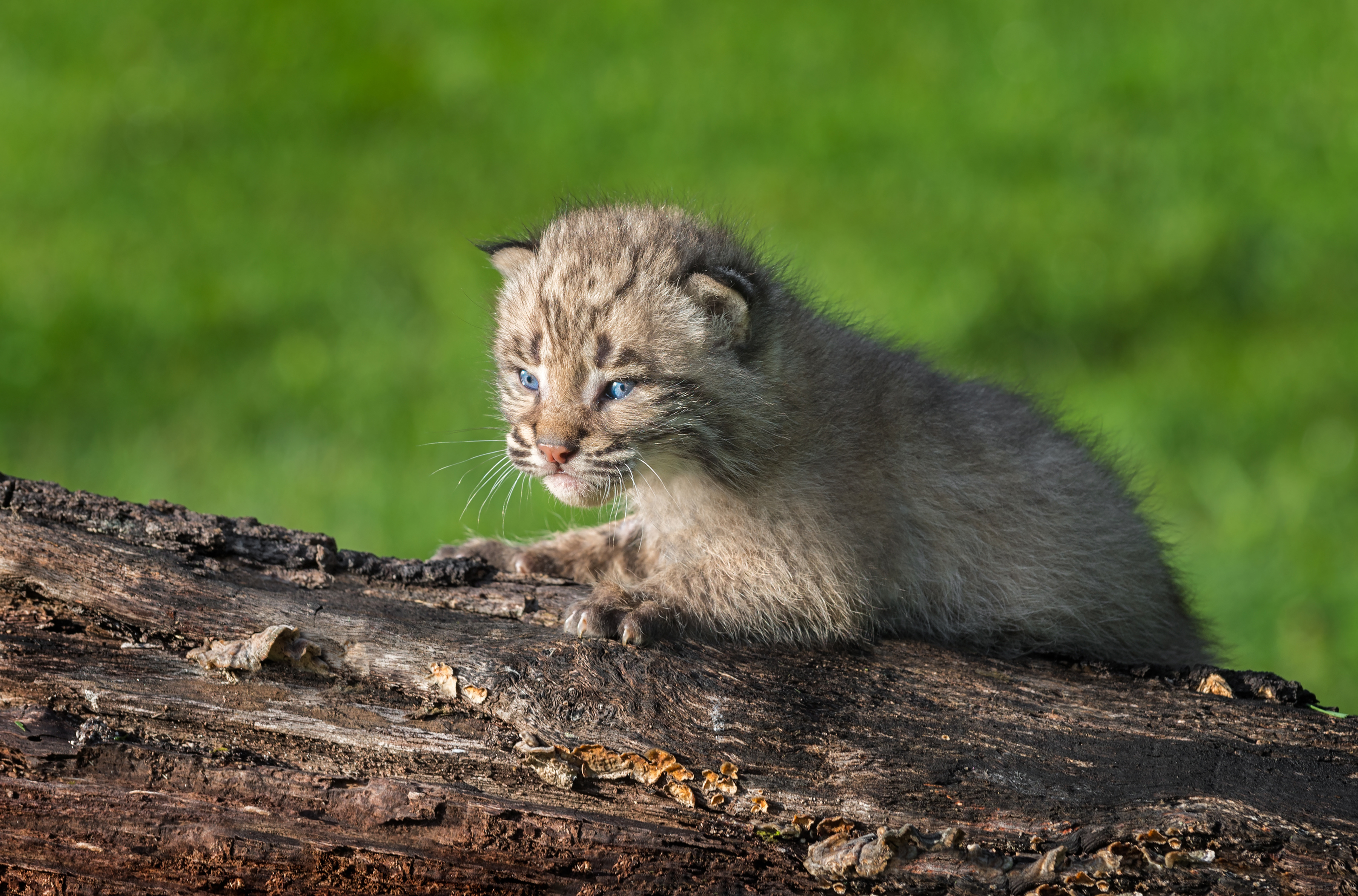 Download mobile wallpaper Cats, Animal, Baby Animal, Lynx, Cub for free.