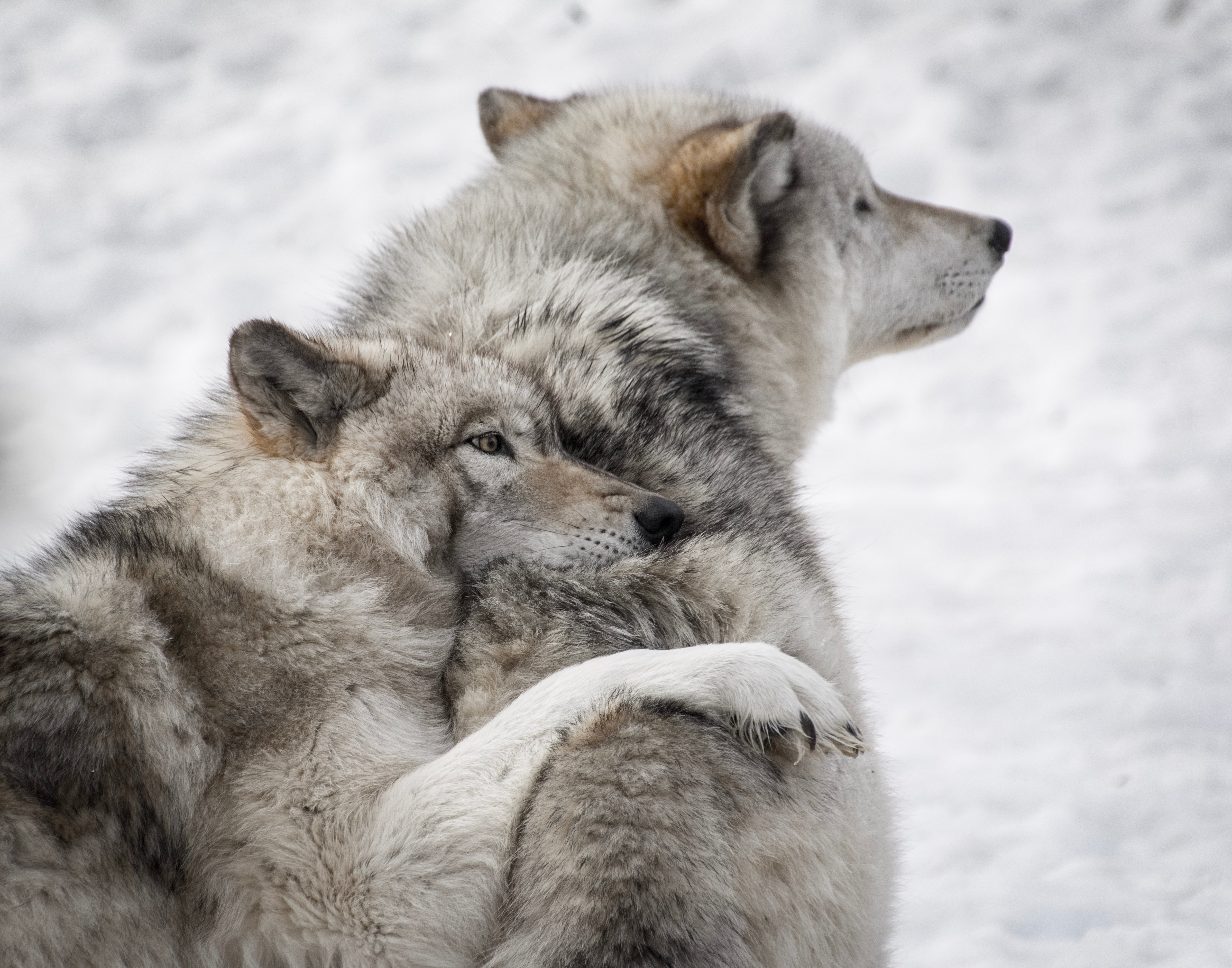 care, wildlife, wolfs, animals, dogs, couple, pair HD wallpaper