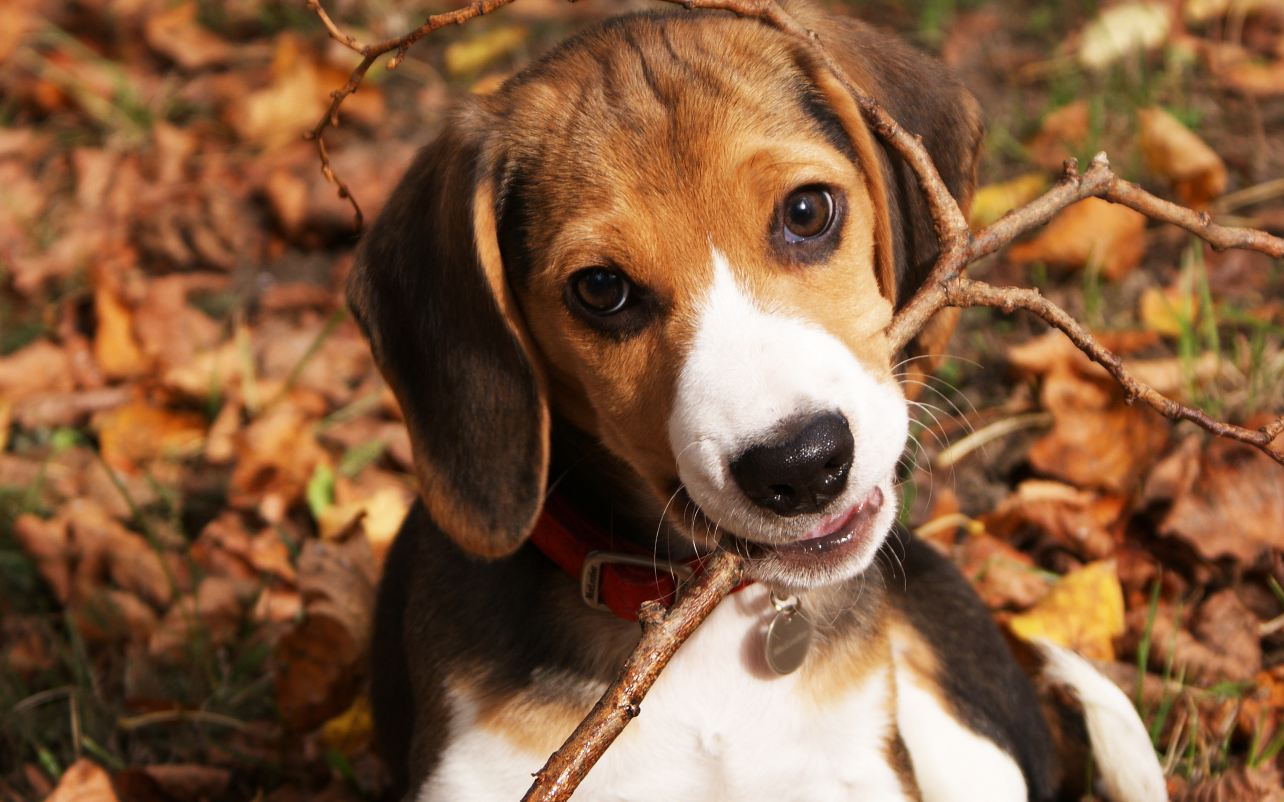 175757 Hintergrundbild herunterladen tiere, beagle, hunde - Bildschirmschoner und Bilder kostenlos