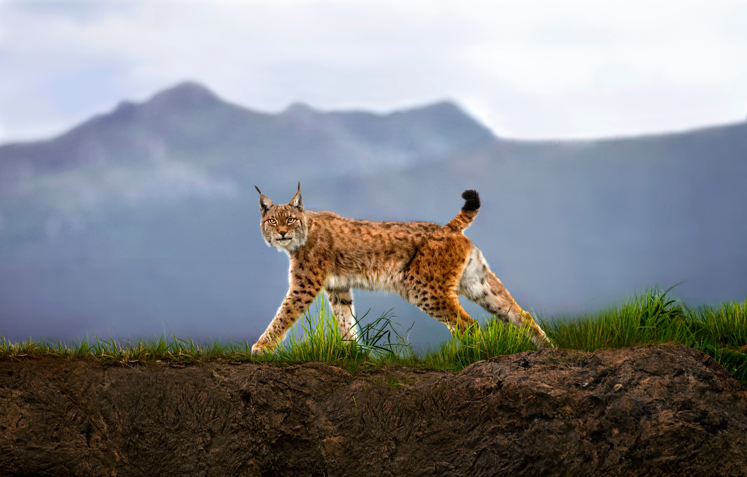 Download mobile wallpaper Cats, Nature, Animal, Lynx for free.