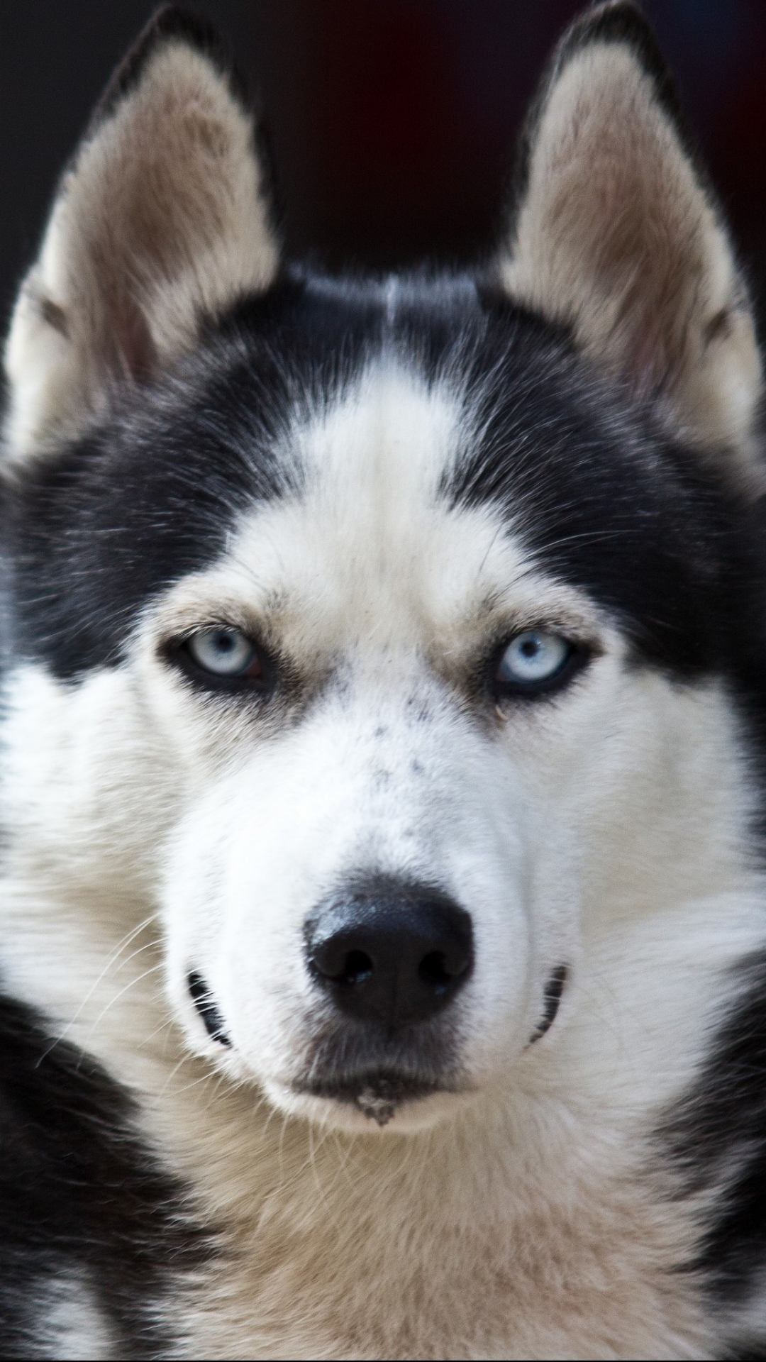 無料モバイル壁紙ハスキー, 犬, 動物をダウンロードします。