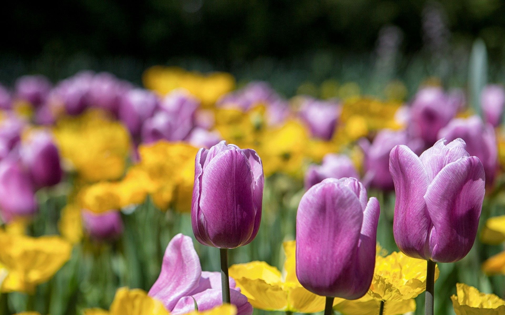 61990 télécharger le fond d'écran fleurs, tulipes, brillant, pétales, tige - économiseurs d'écran et images gratuitement