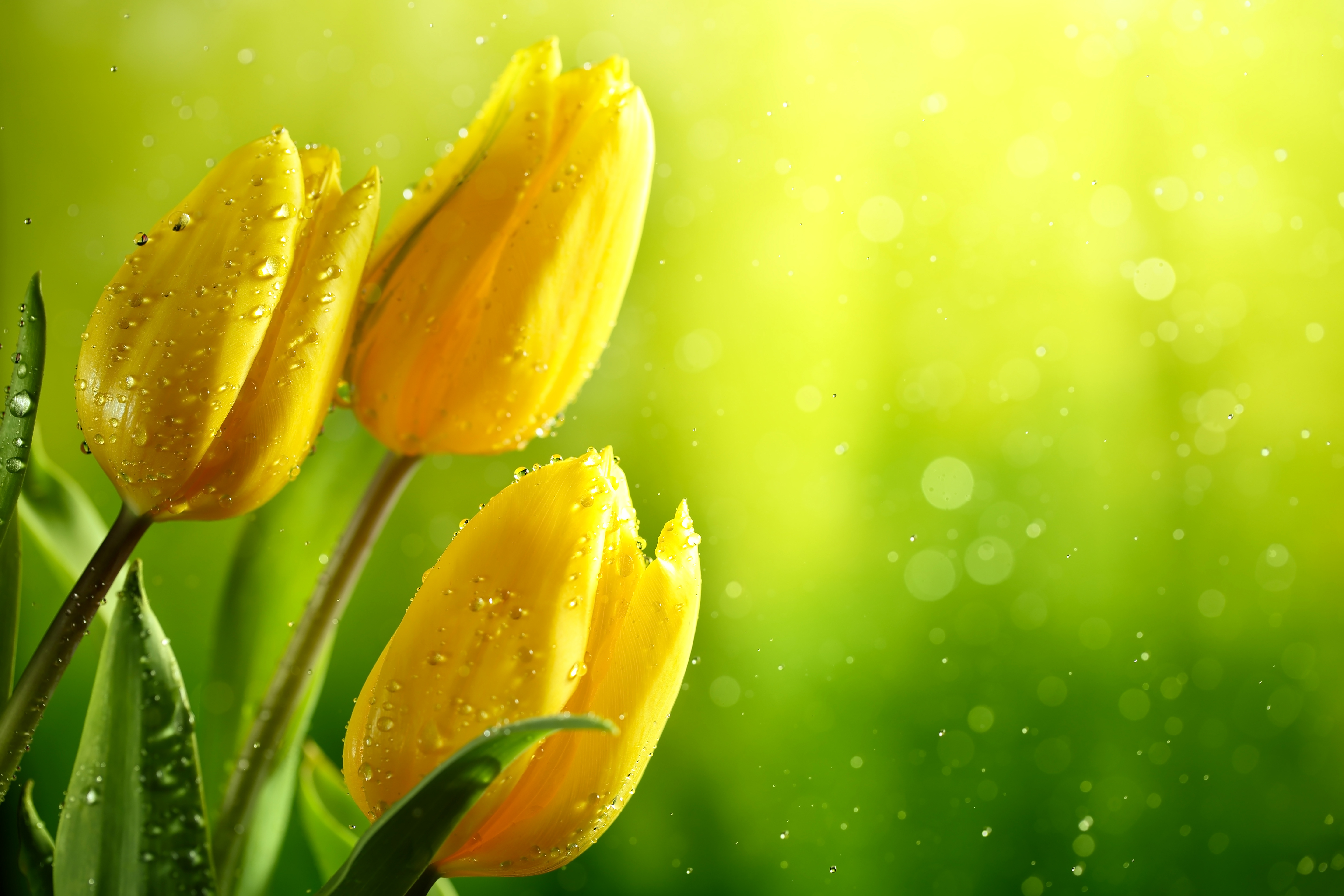 Free download wallpaper Flowers, Flower, Earth, Bokeh, Tulip, Yellow Flower on your PC desktop