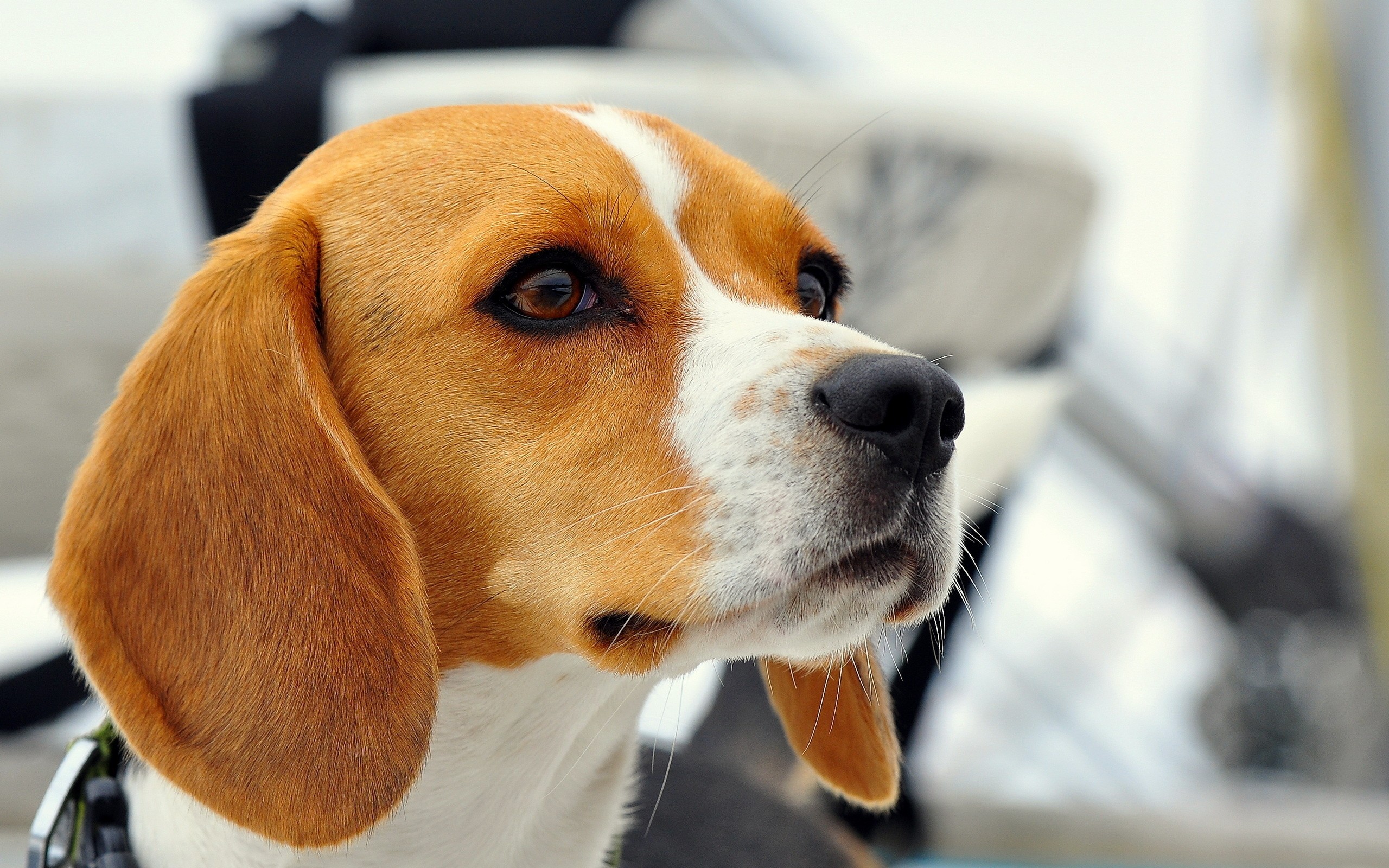 310222 baixar papel de parede beagle, animais, cão, enfrentar, focinho, cães - protetores de tela e imagens gratuitamente