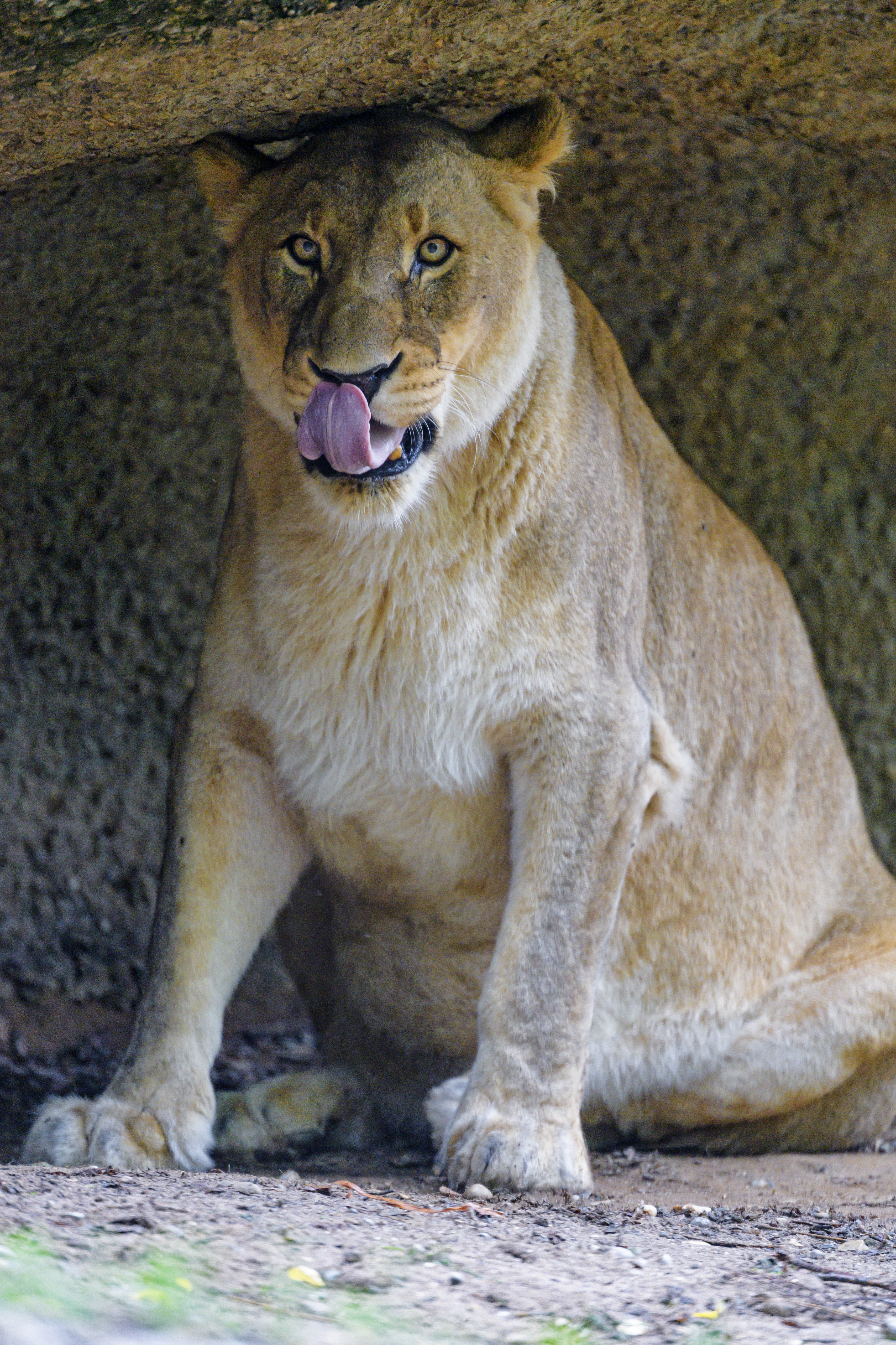 Free download wallpaper Predator, Sight, Opinion, Lioness, Tongue Stuck Out, Protruding Tongue, Animals, Big Cat on your PC desktop