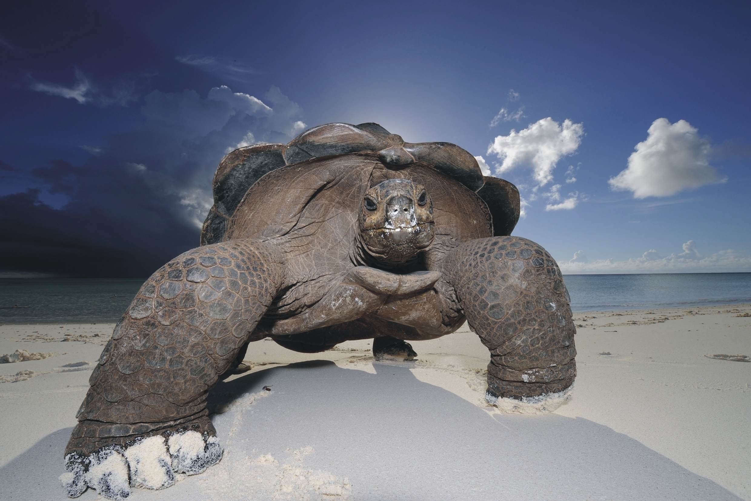204026 télécharger l'image tortues, animaux, tortues terrestres - fonds d'écran et économiseurs d'écran gratuits