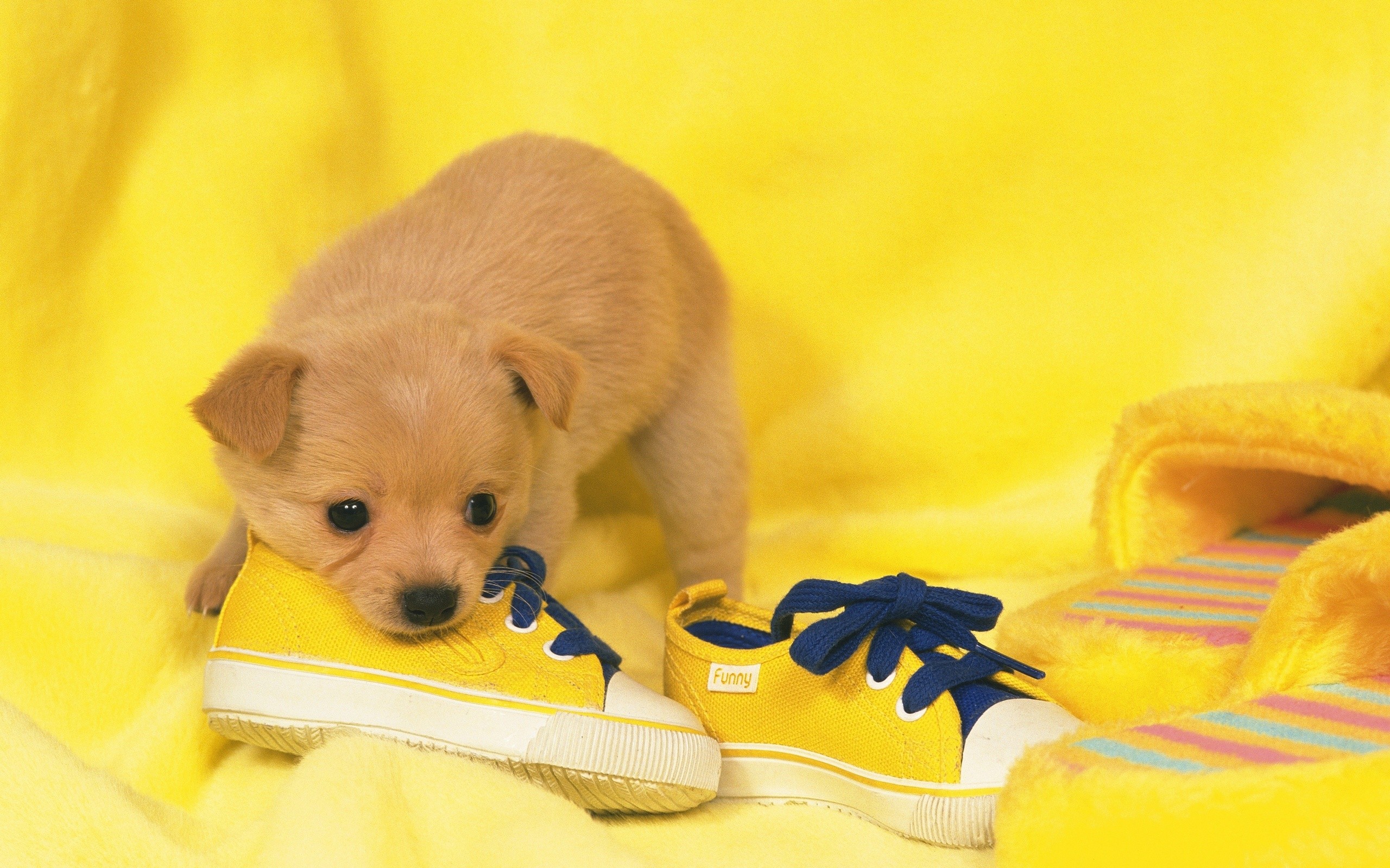 Téléchargez des papiers peints mobile Chiens, Chien, Animaux gratuitement.