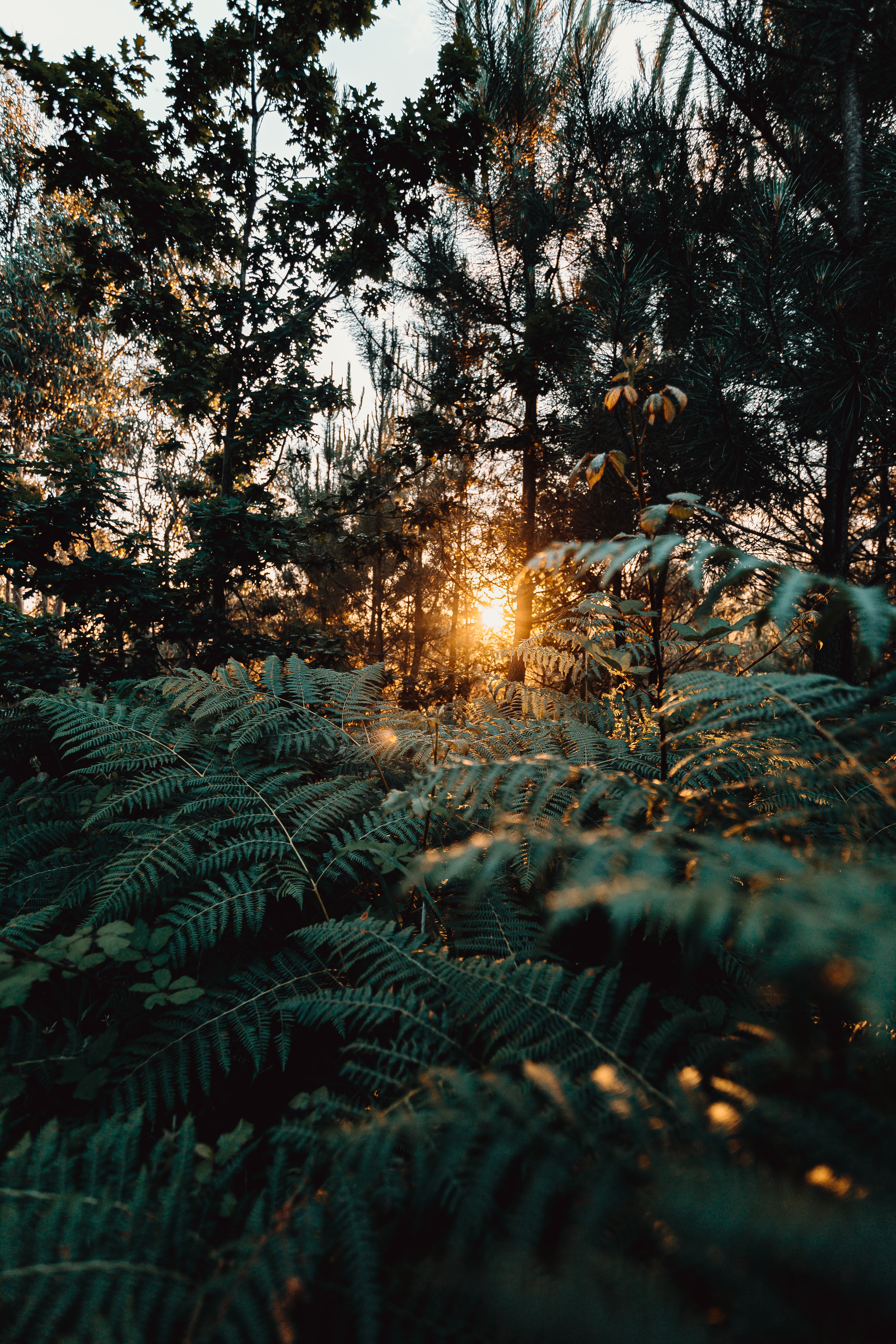Free download wallpaper Trees, Sun, Beams, Rays, Forest, Nature, Fern on your PC desktop