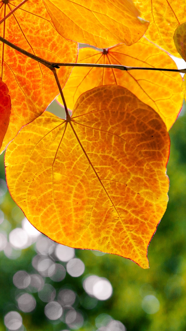 Download mobile wallpaper Leaf, Fall, Earth, Bokeh, Oak for free.