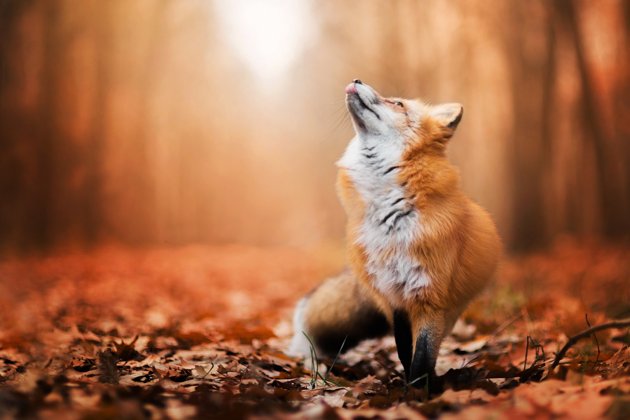 無料モバイル壁紙動物, 秋, 狐, 被写界深度をダウンロードします。