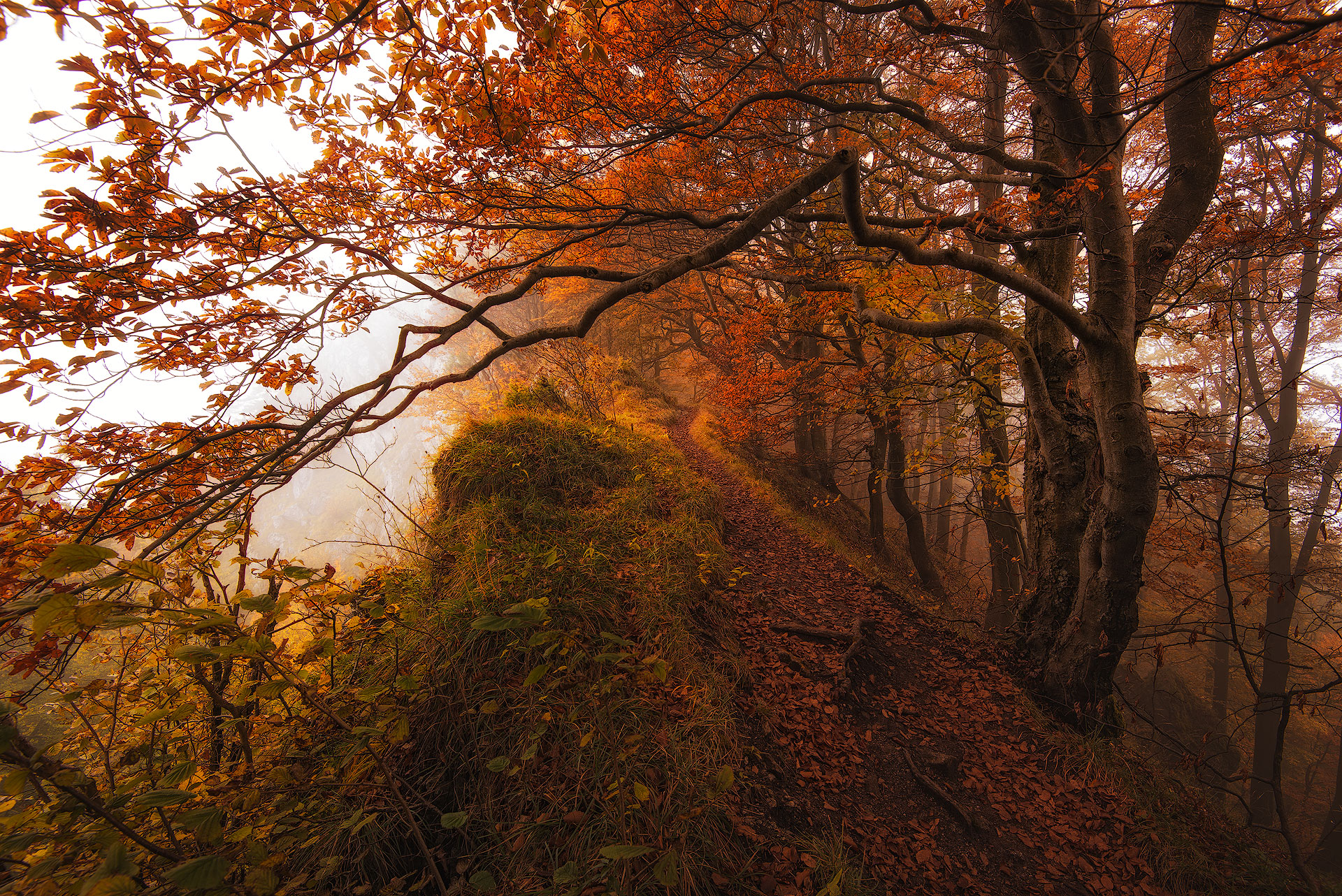 Free download wallpaper Nature, Tree, Fall, Earth, Path on your PC desktop