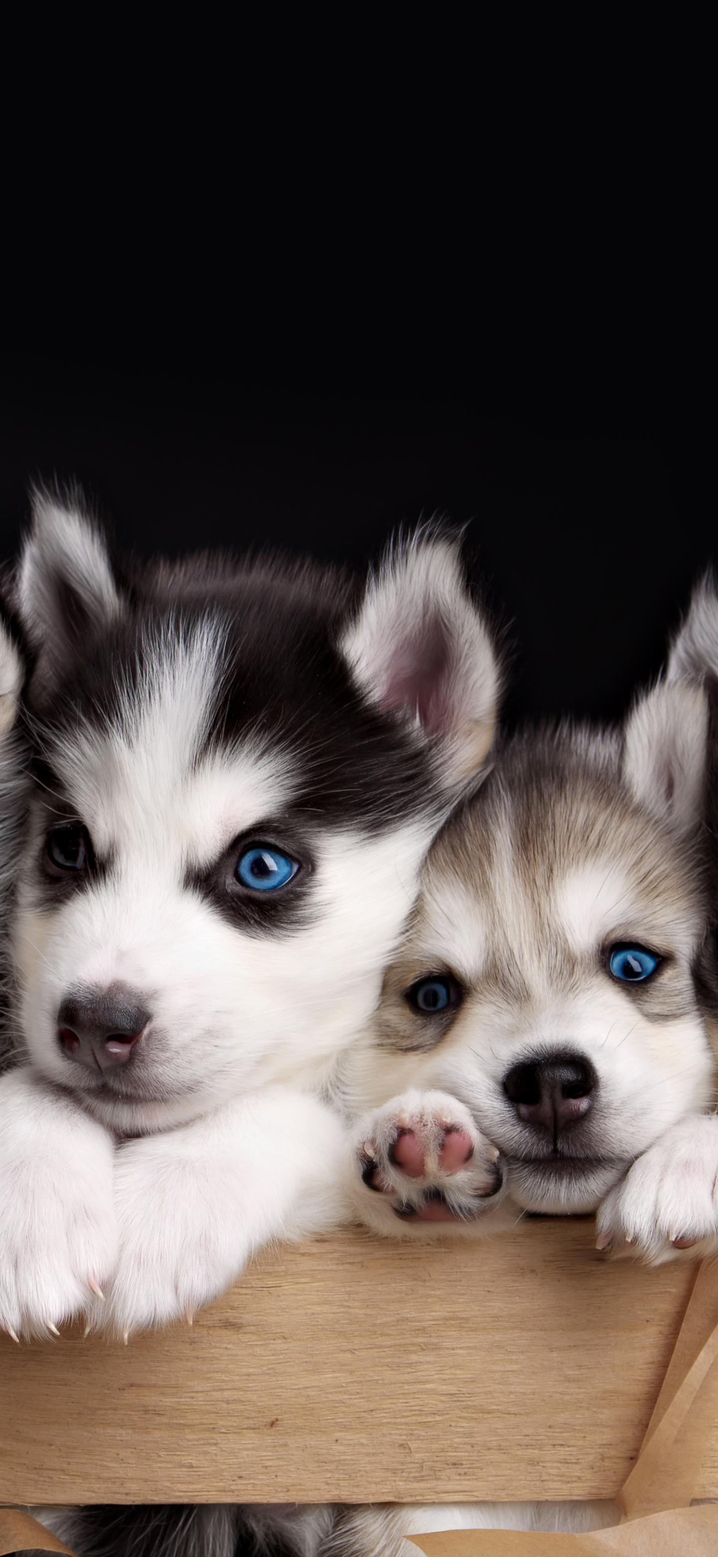 Download mobile wallpaper Dogs, Dog, Animal, Puppy, Husky, Cute, Blue Eyes for free.