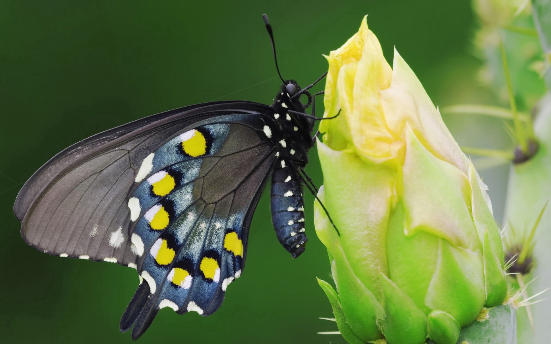 PCデスクトップに蝶, 大きい, マクロ, 座る, 発見, むら, 黒い, バタフライ, 花画像を無料でダウンロード