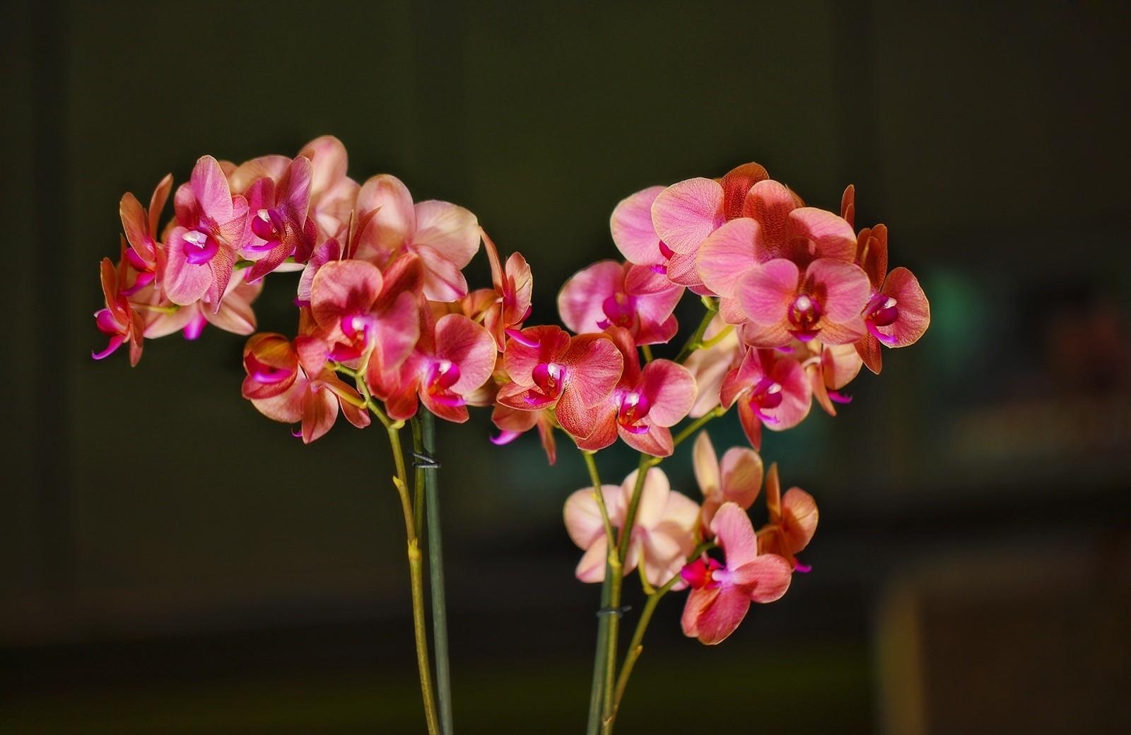 flowers, branches, bloom, flowering, orchid, exotic, exotics