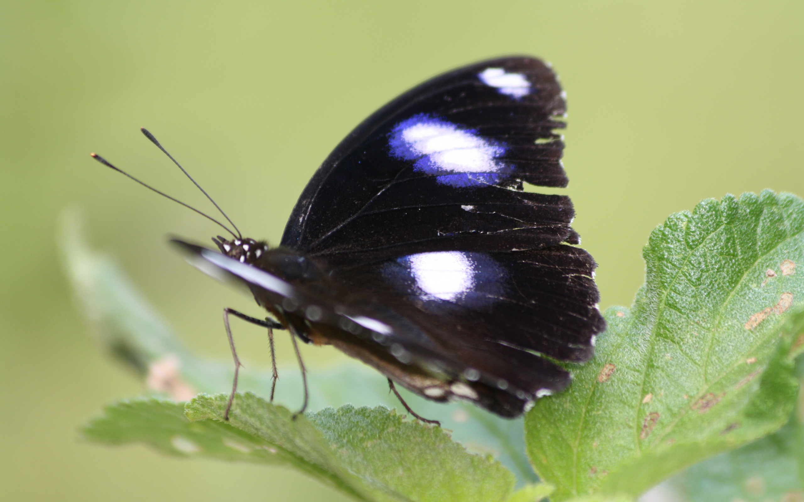 Descarga gratuita de fondo de pantalla para móvil de Mariposa, Animales.