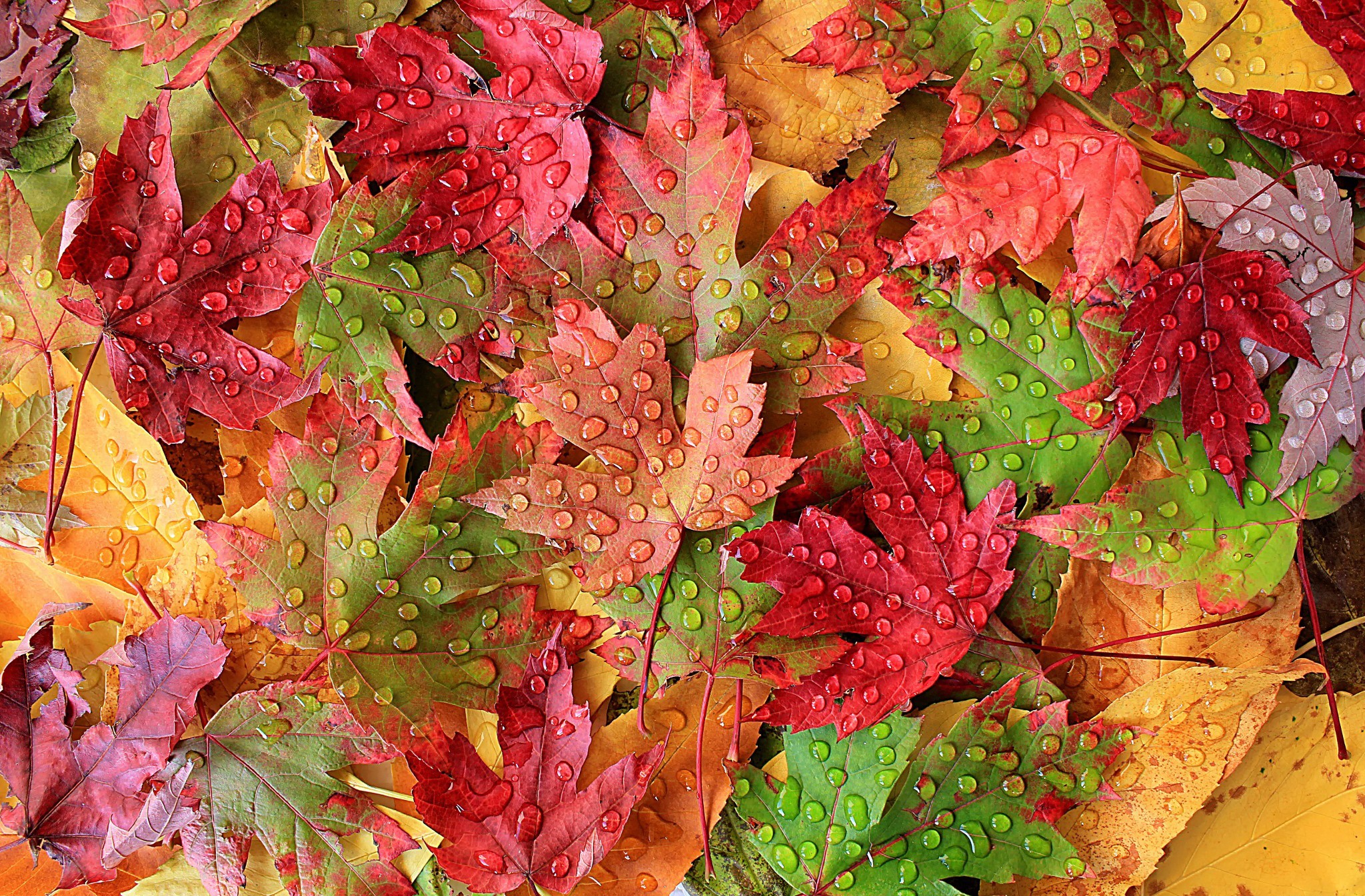 Скачать картинку Осень, Красный, Лист, Зеленый, Роса, Жёлтый, Земля/природа в телефон бесплатно.