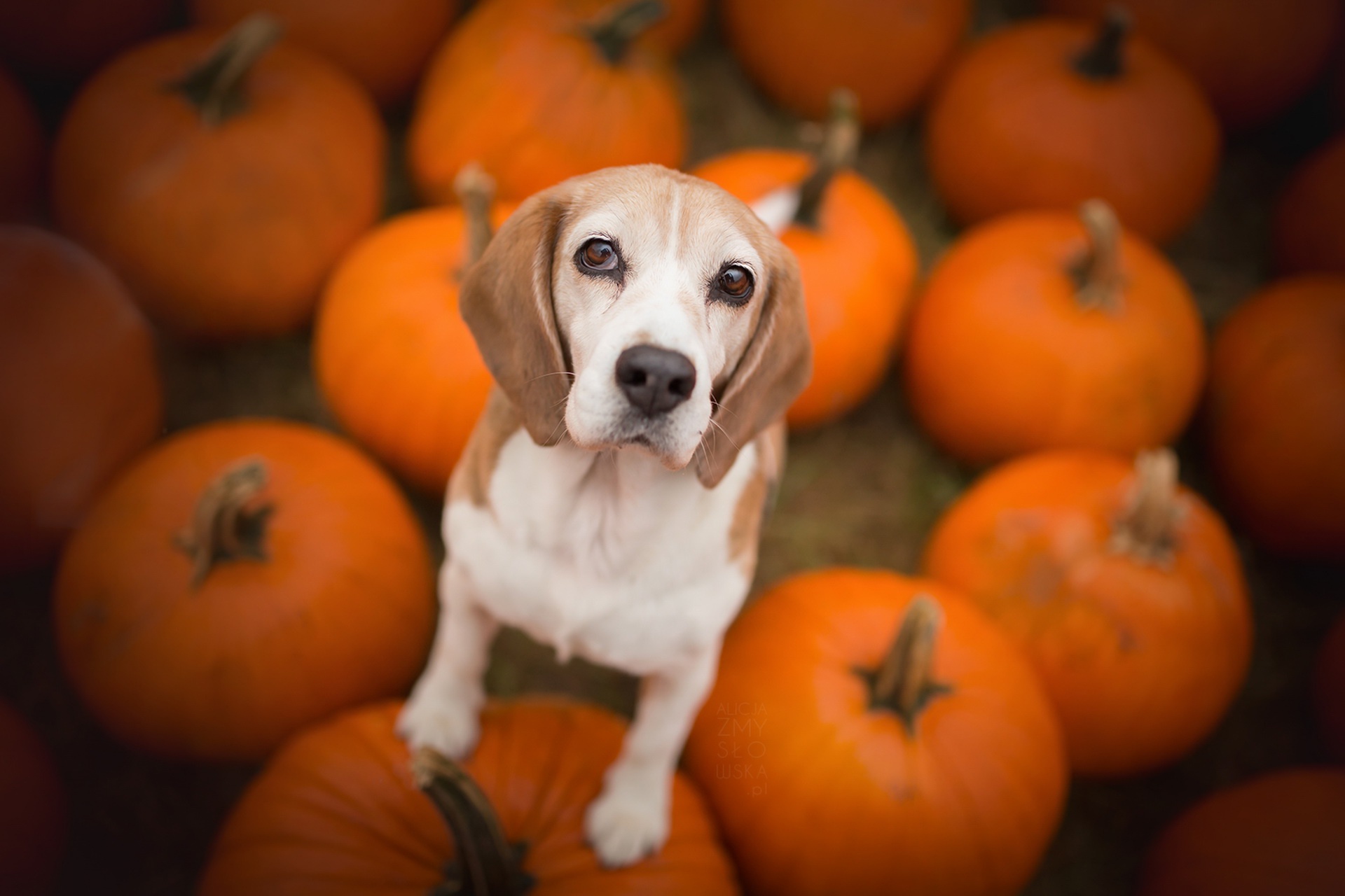 Download mobile wallpaper Dogs, Pumpkin, Dog, Animal, Beagle for free.