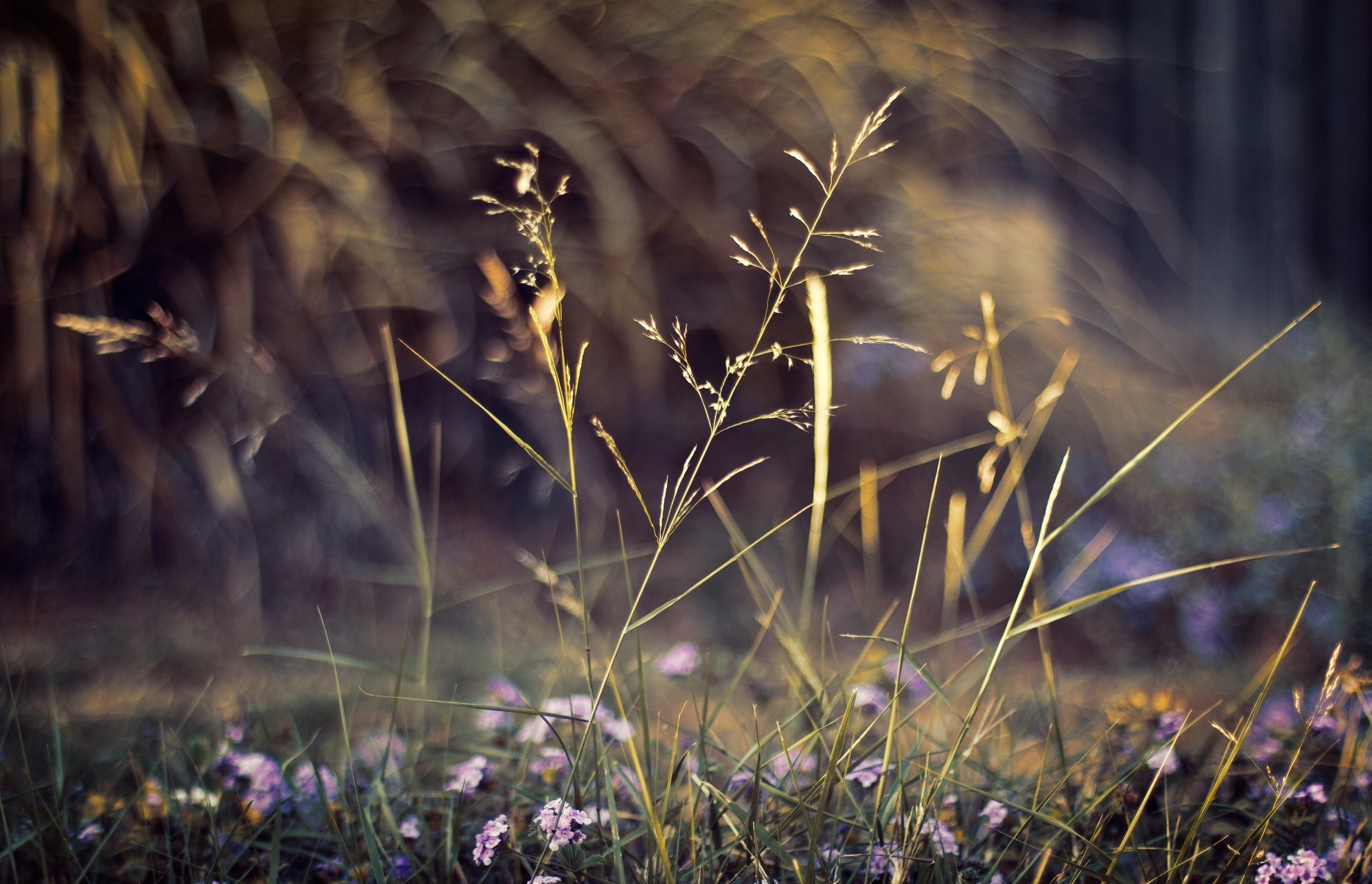 Download mobile wallpaper Grass, Macro, Flowers, Nature, Plants for free.