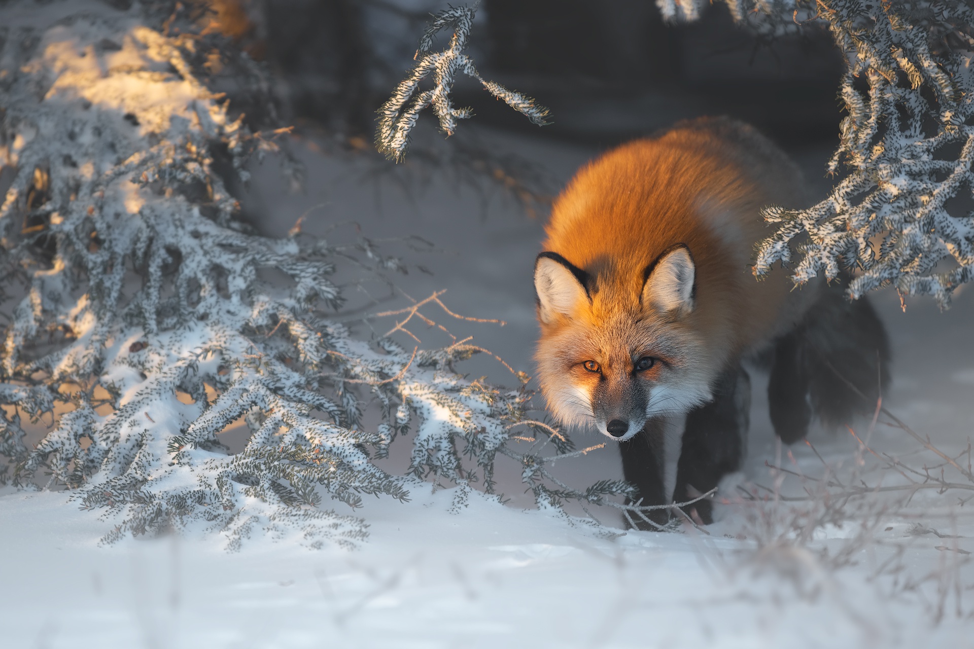 Handy-Wallpaper Tiere, Schnee, Fuchs kostenlos herunterladen.