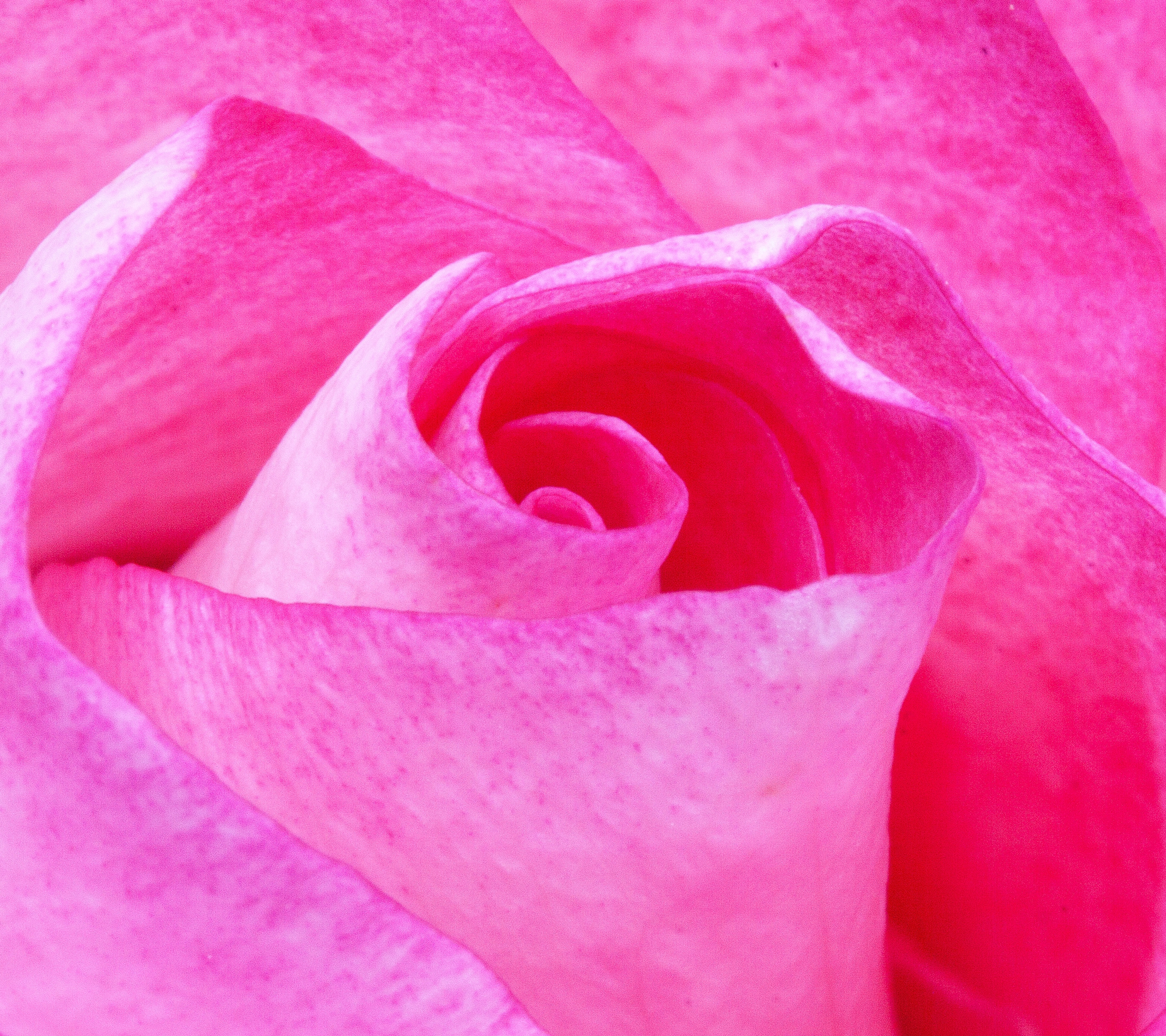 Download mobile wallpaper Flowers, Flower, Macro, Rose, Earth, Pink Flower for free.