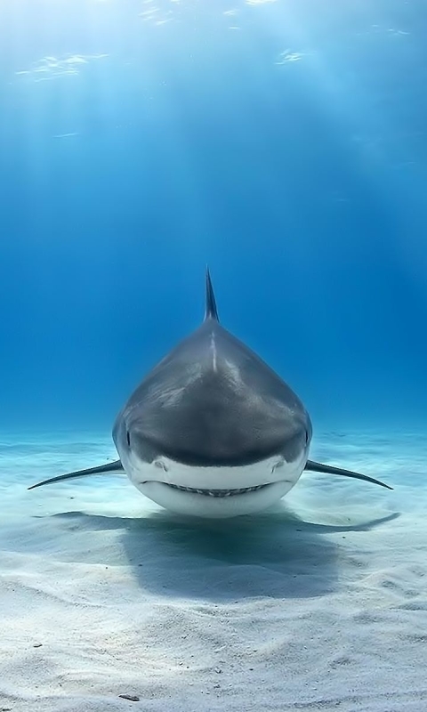 Download mobile wallpaper Great White Shark, Sharks, Animal for free.