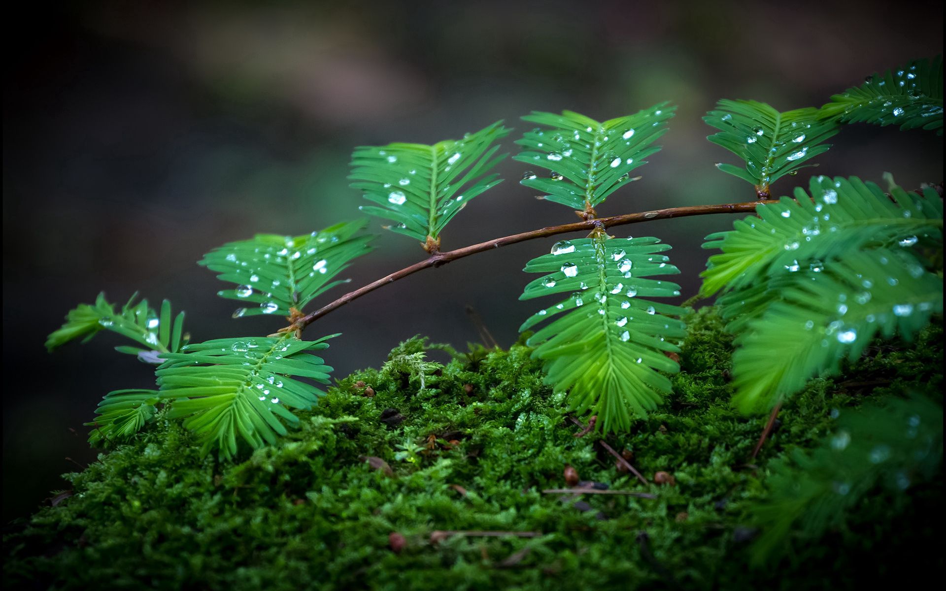 Download mobile wallpaper Macro, Moss, Branch, Drops for free.