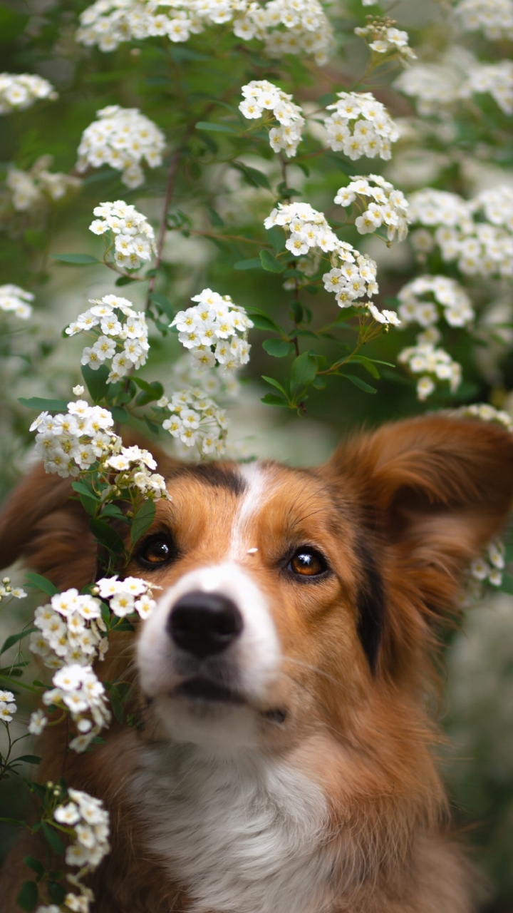 Download mobile wallpaper Dogs, Dog, Animal, White Flower for free.