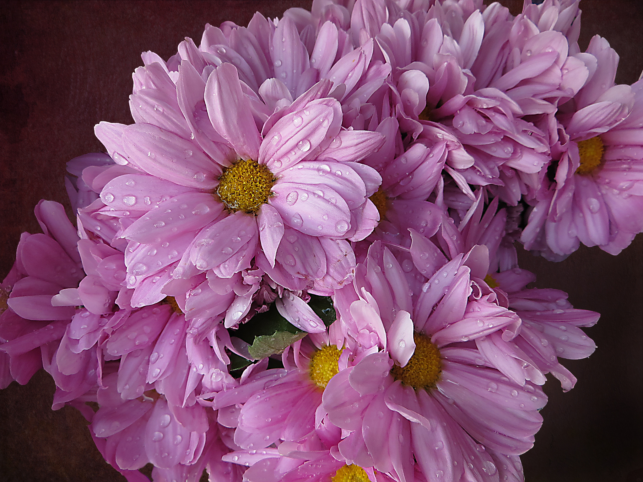 Handy-Wallpaper Blumen, Blume, Nahansicht, Wassertropfen, Erde/natur, Pinke Blume, Chrysanthemen kostenlos herunterladen.