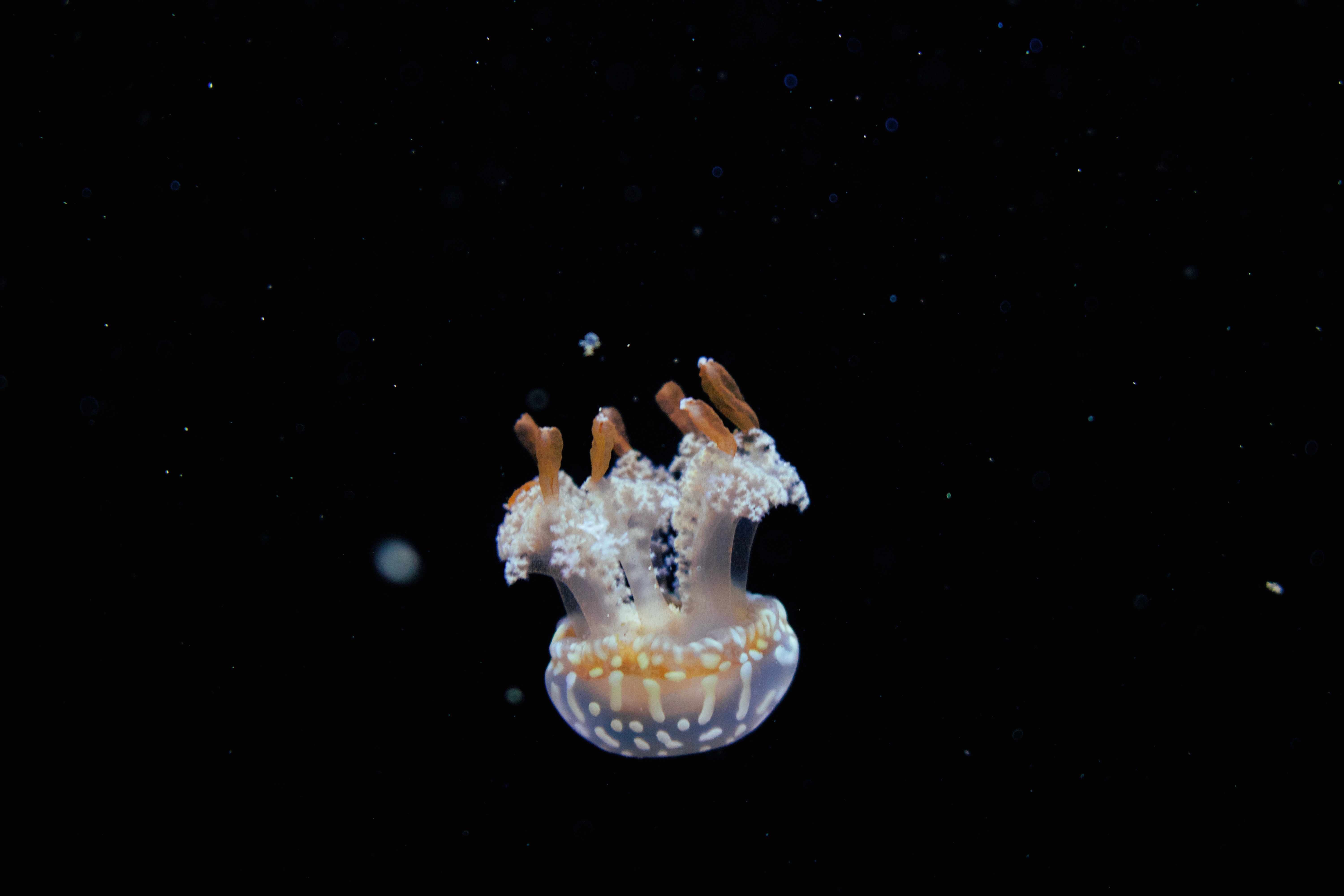 107458 скачать обои подводный мир, медуза, животные, вода, щупальцы, глубина - заставки и картинки бесплатно