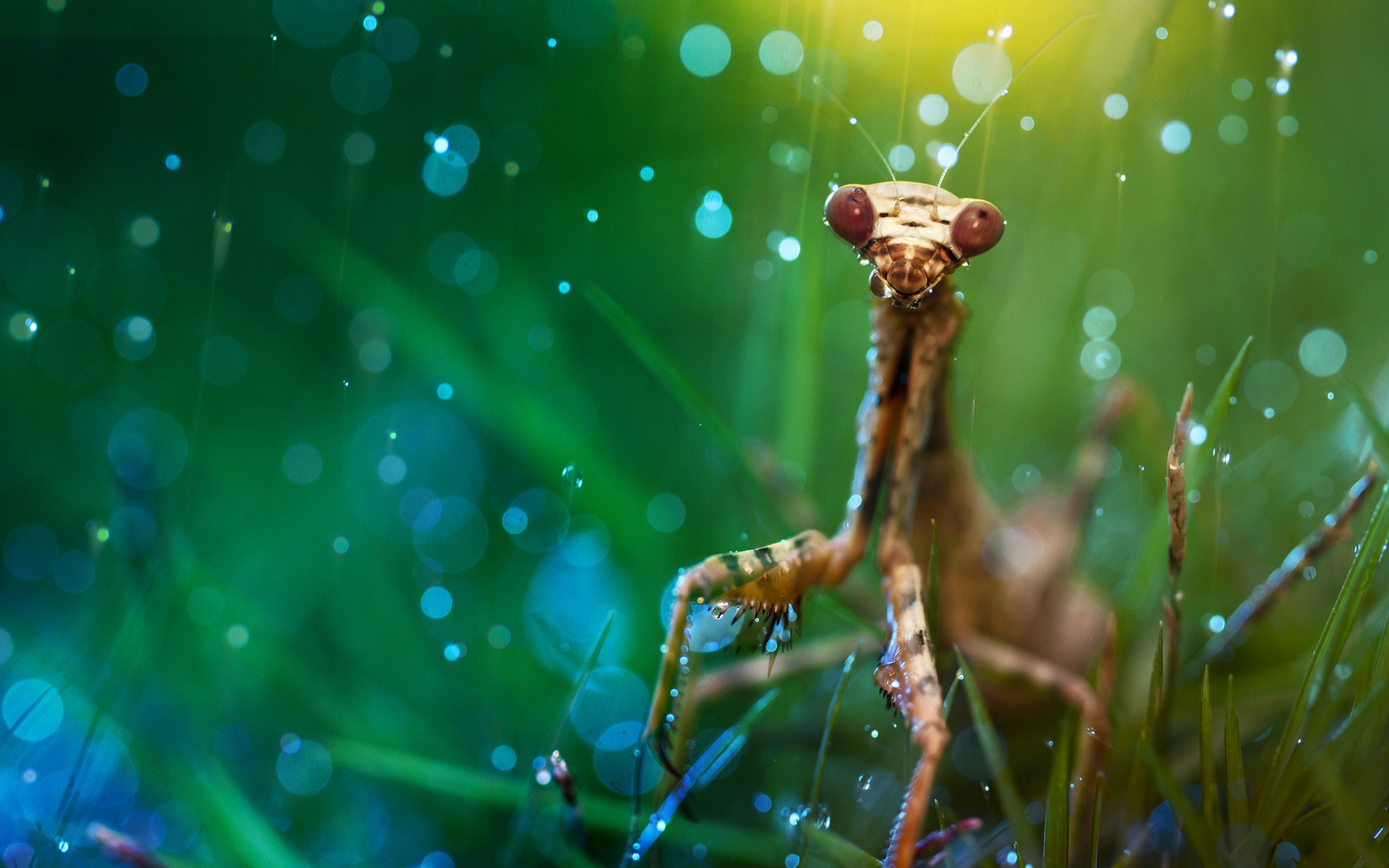 animal, praying mantis