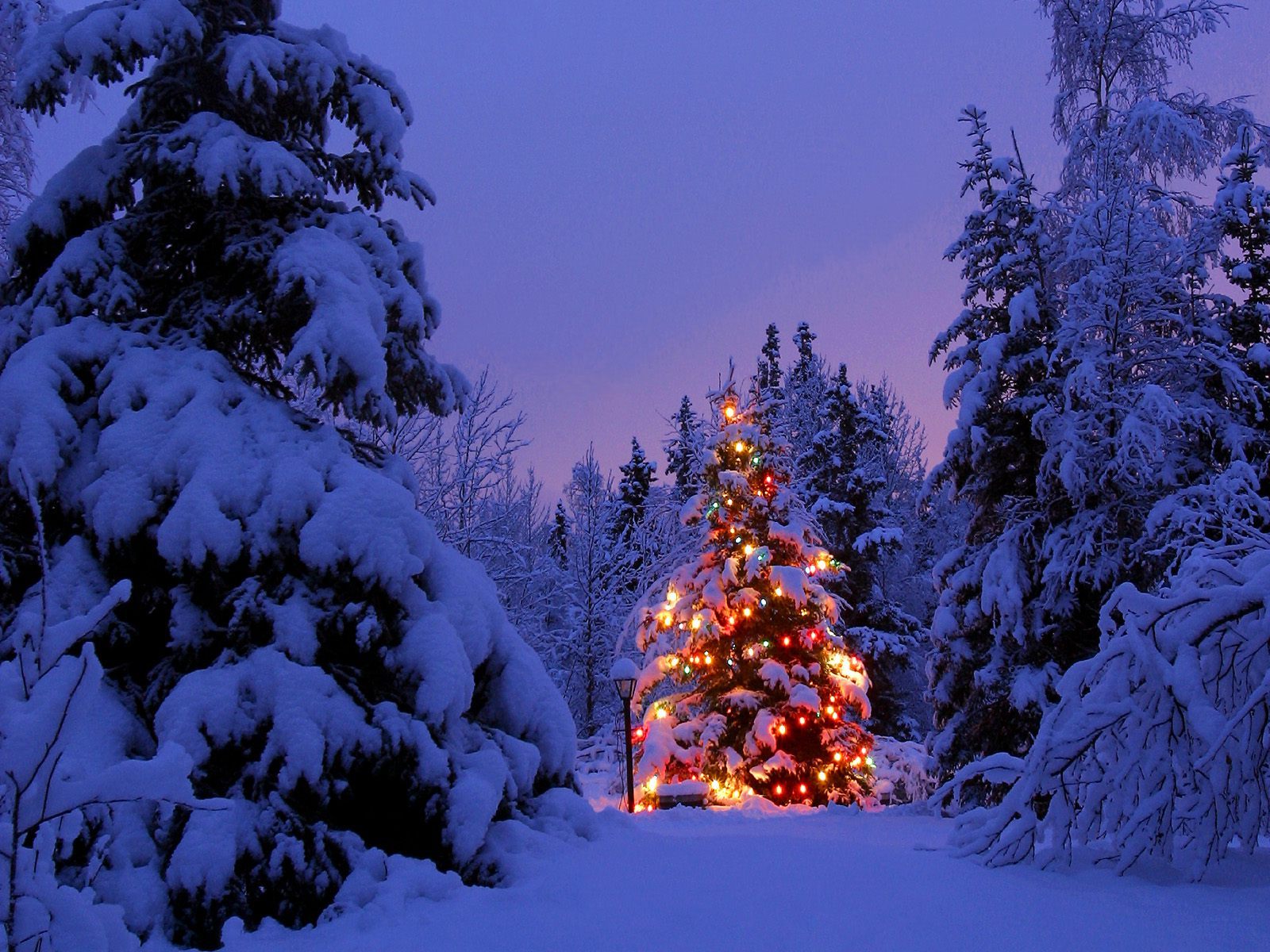 Скачать обои бесплатно Снег, Лес, Дерево, Рождество, Рождественская Елка, Легкий, Праздничные картинка на рабочий стол ПК