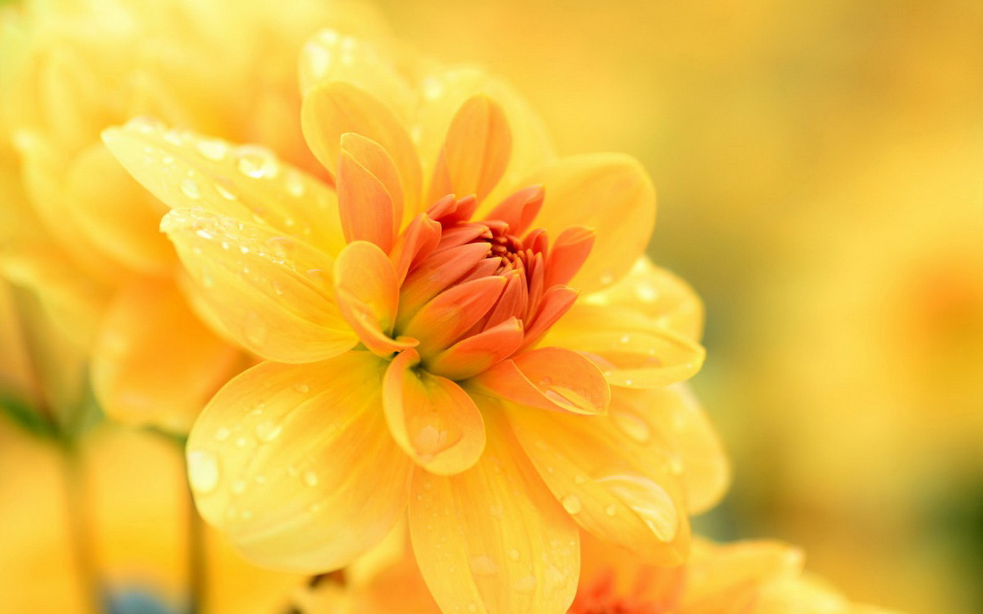 Laden Sie das Blumen, Blume, Dahlien, Gelbe Blume, Wassertropfen, Erde/natur-Bild kostenlos auf Ihren PC-Desktop herunter